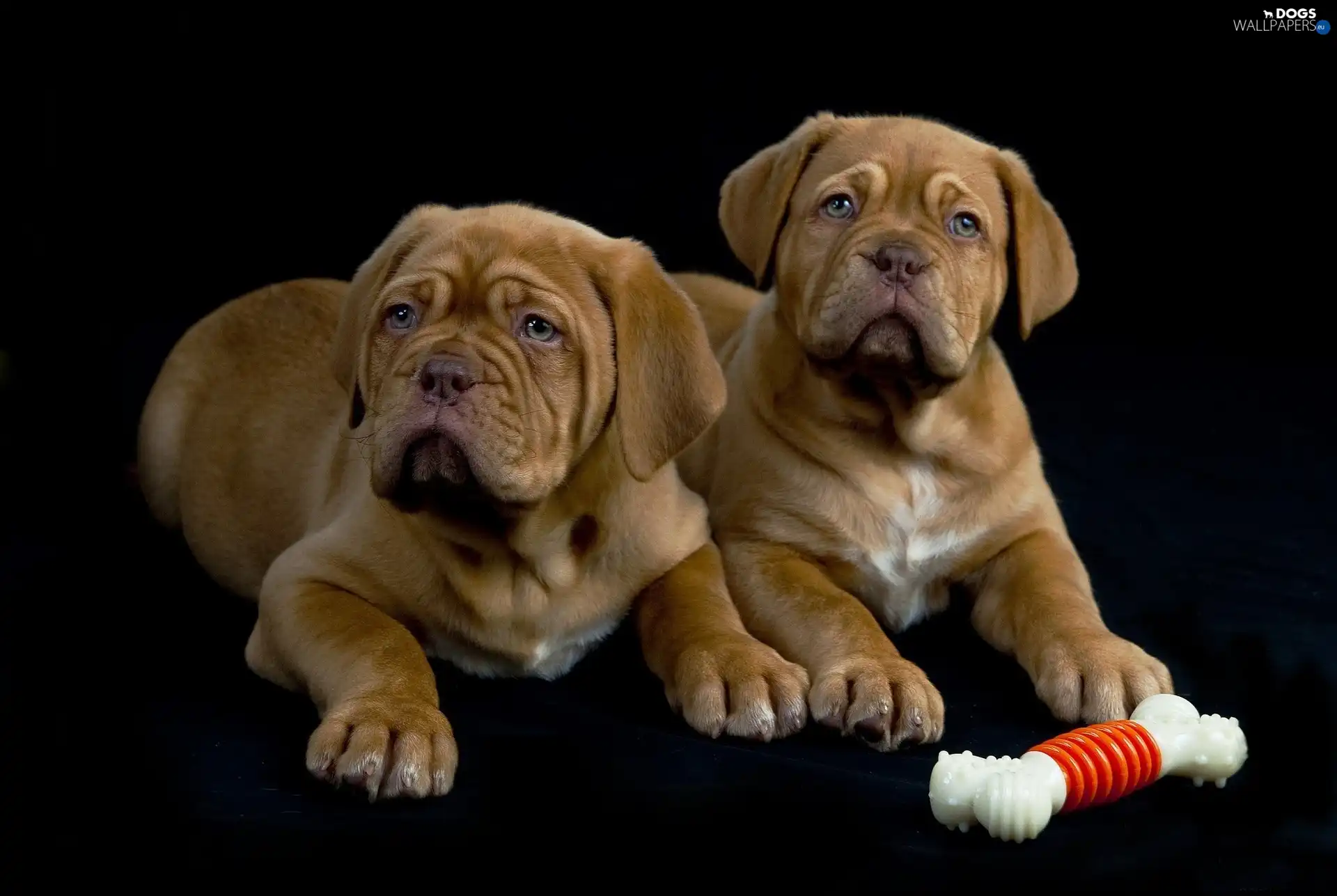 Puppies, bone, Two cars