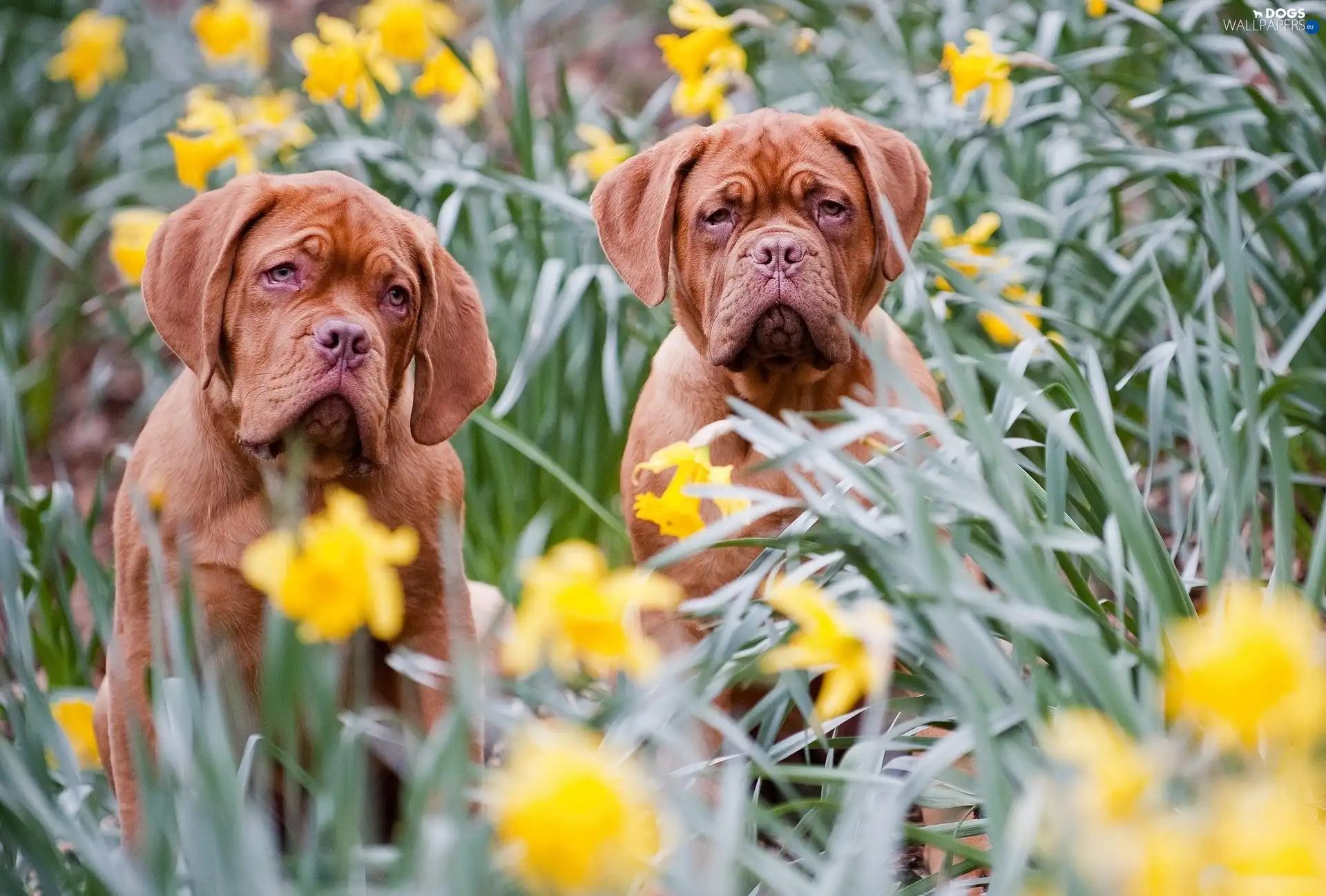 Great Danes de Bordeaux, Two cars