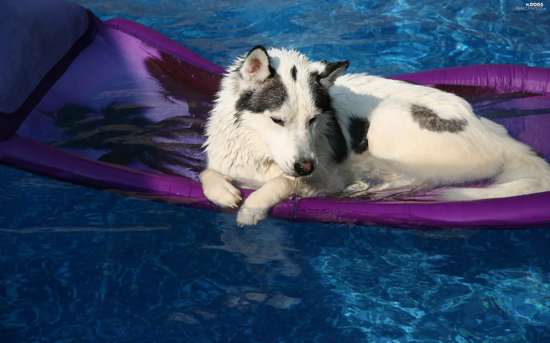 Husky, mattress, Siberian