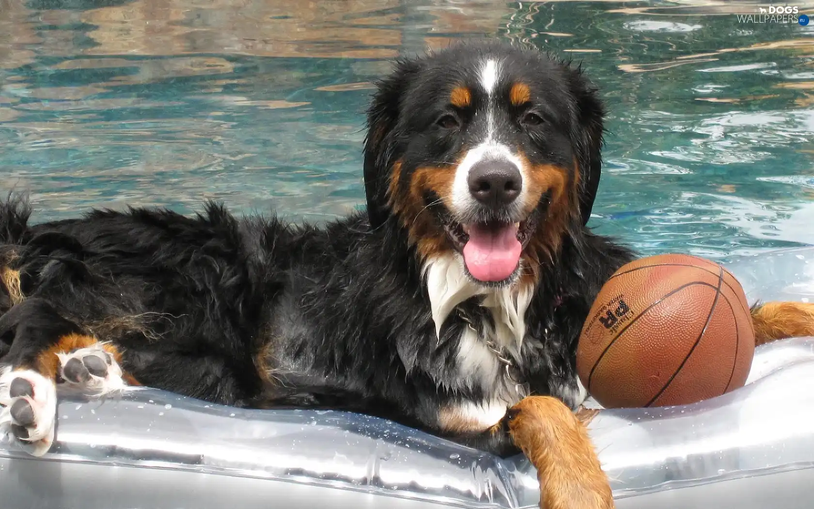 mattress, Ball, Bernese Mountain Dog