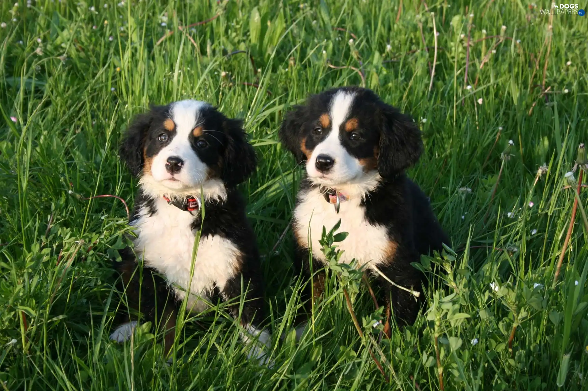an, meadow, puppies