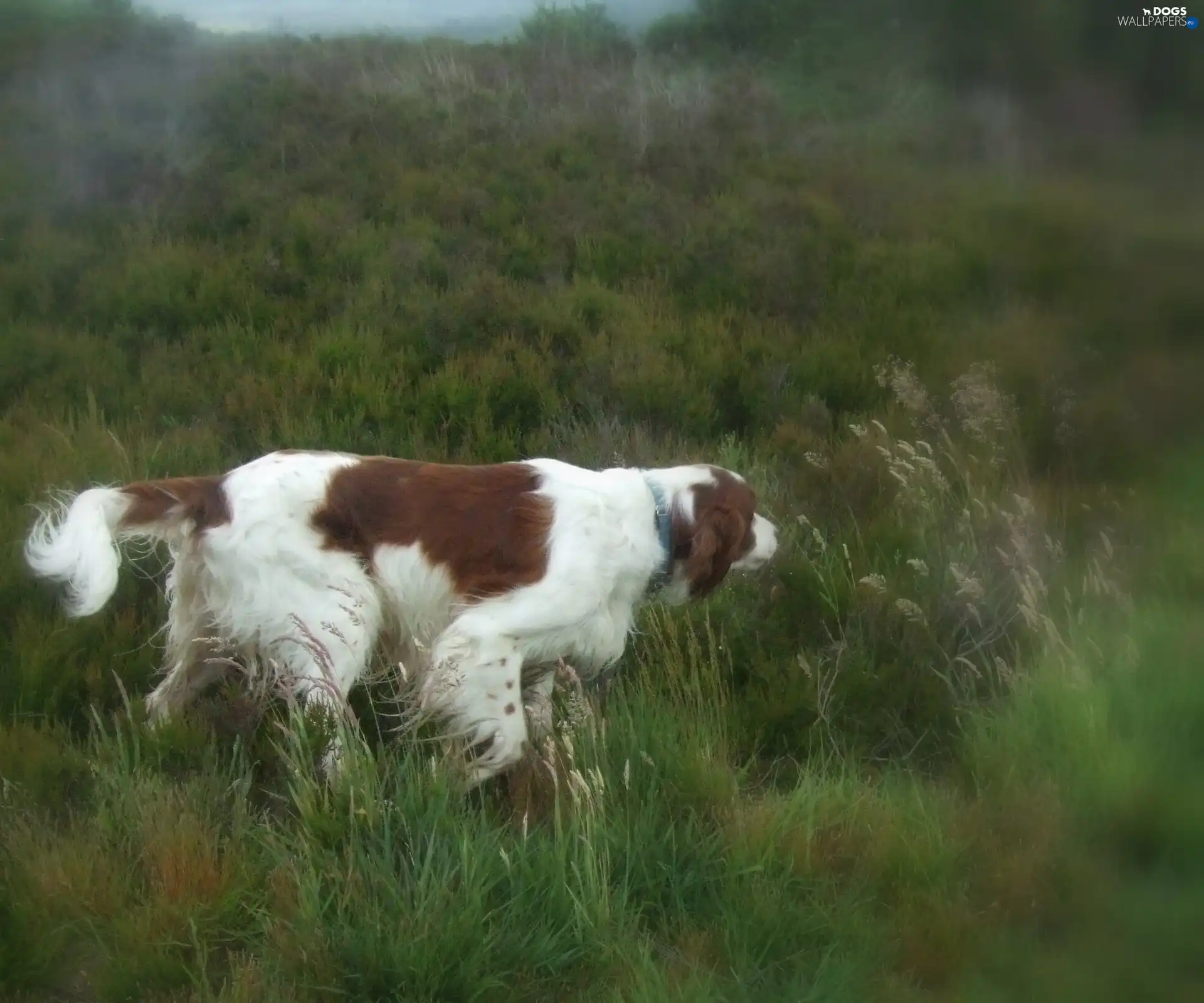 Meadow, Setter Irish Red and White
