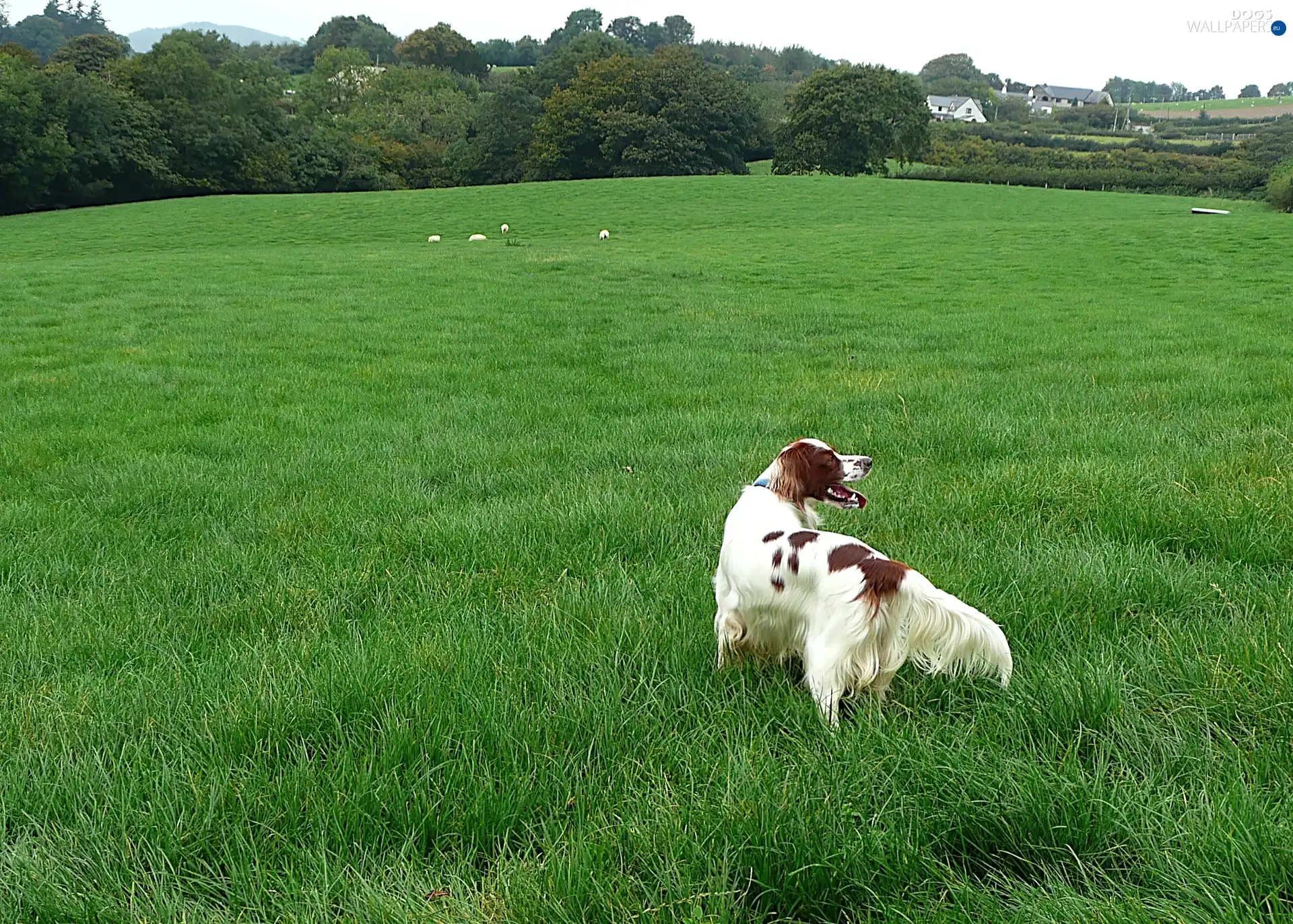 Meadow, Setter Irish Red and White