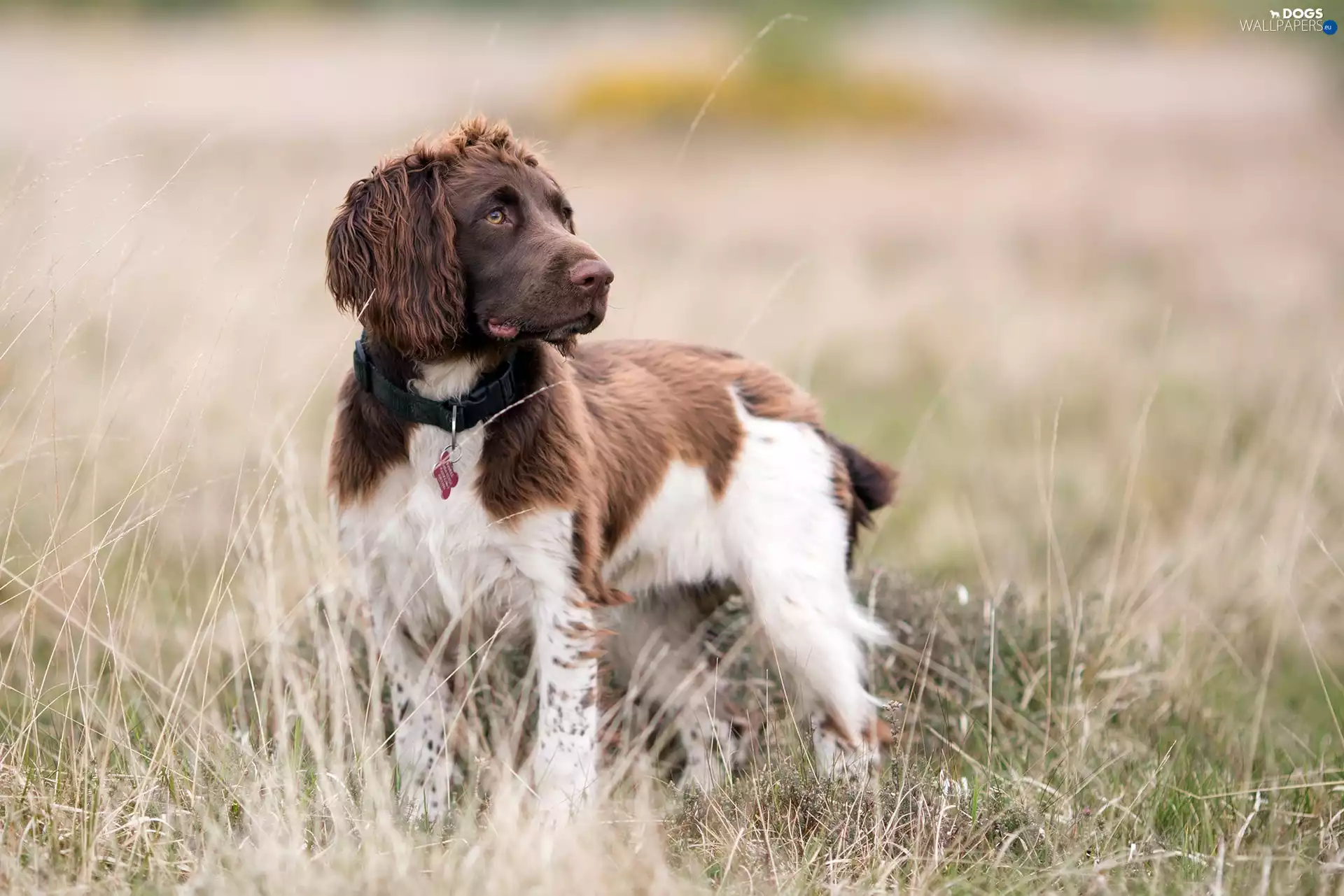 Meadow, grass, dog, Setter Irish Red and White, young