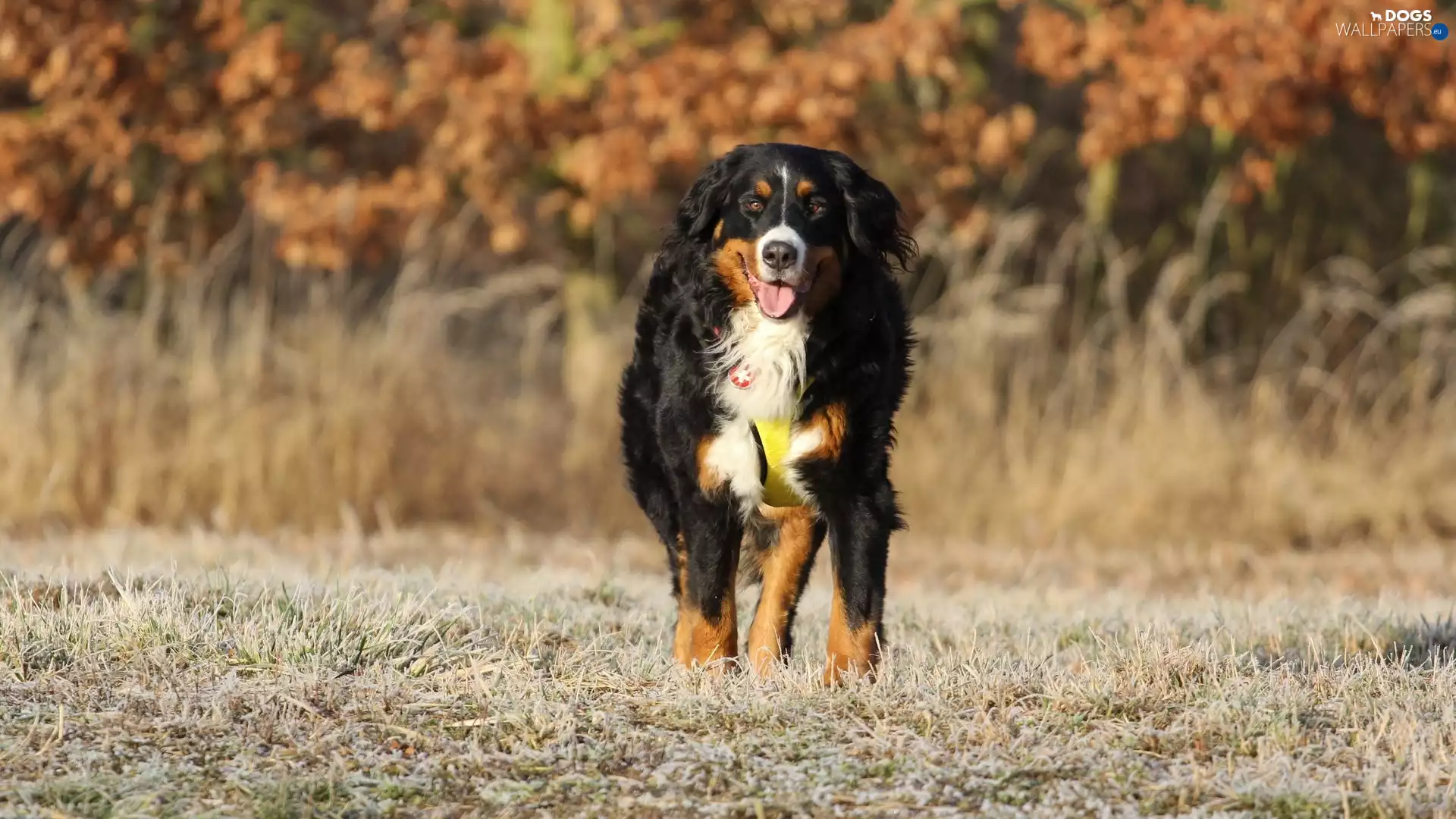 Bernese Mountain Dog, Meadow