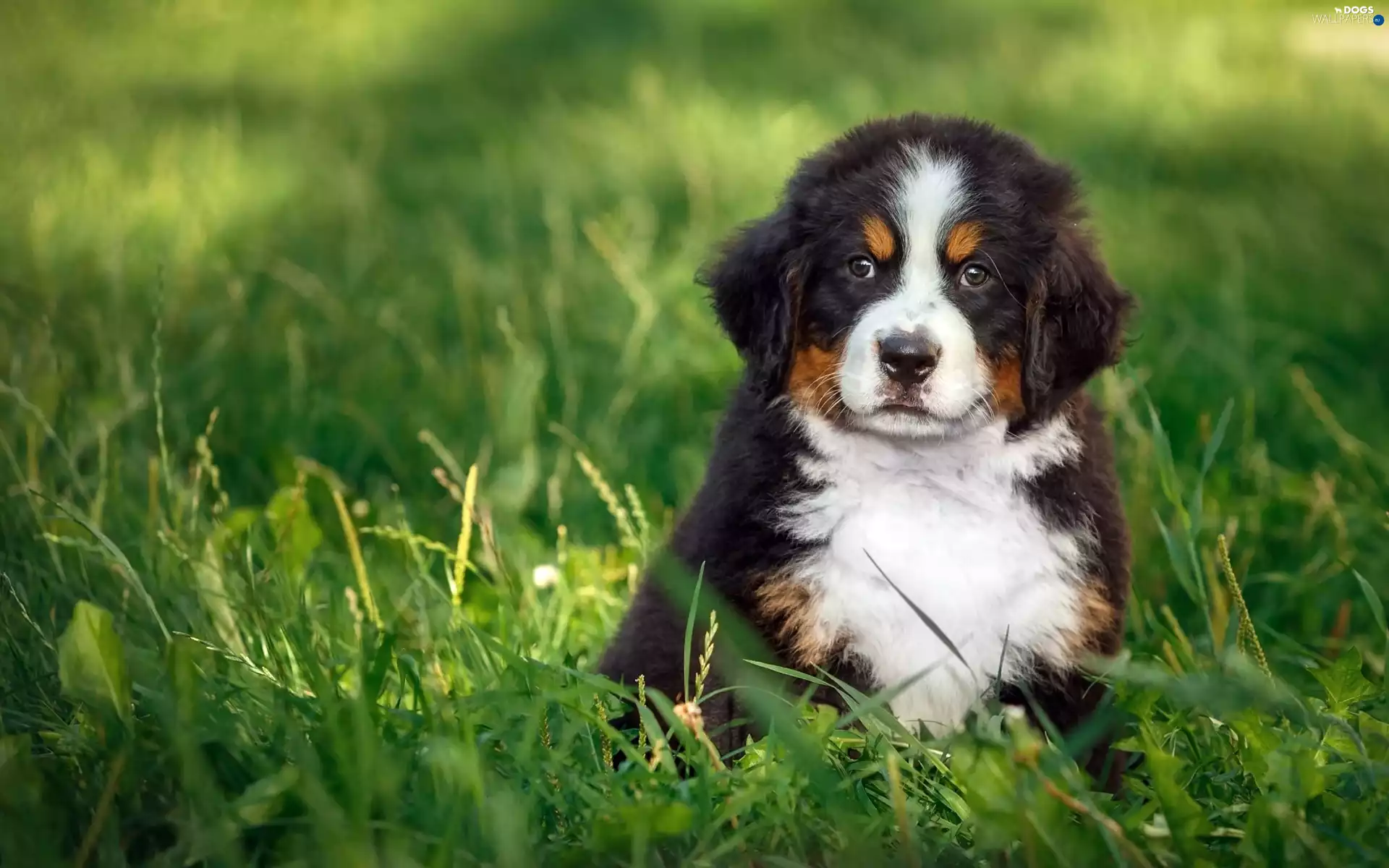 pastoral, Meadow, Bernese, dog, puppie