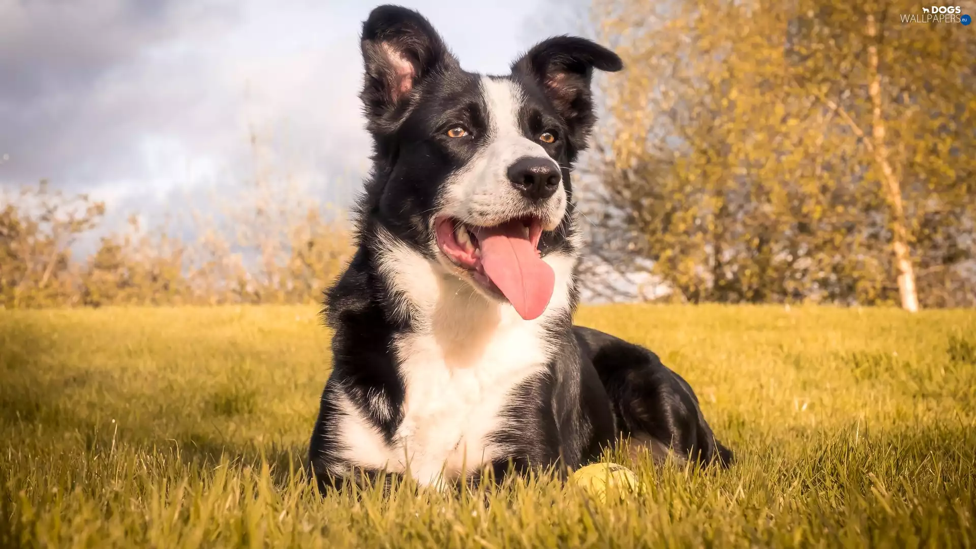 Border Collie, dog, Meadow