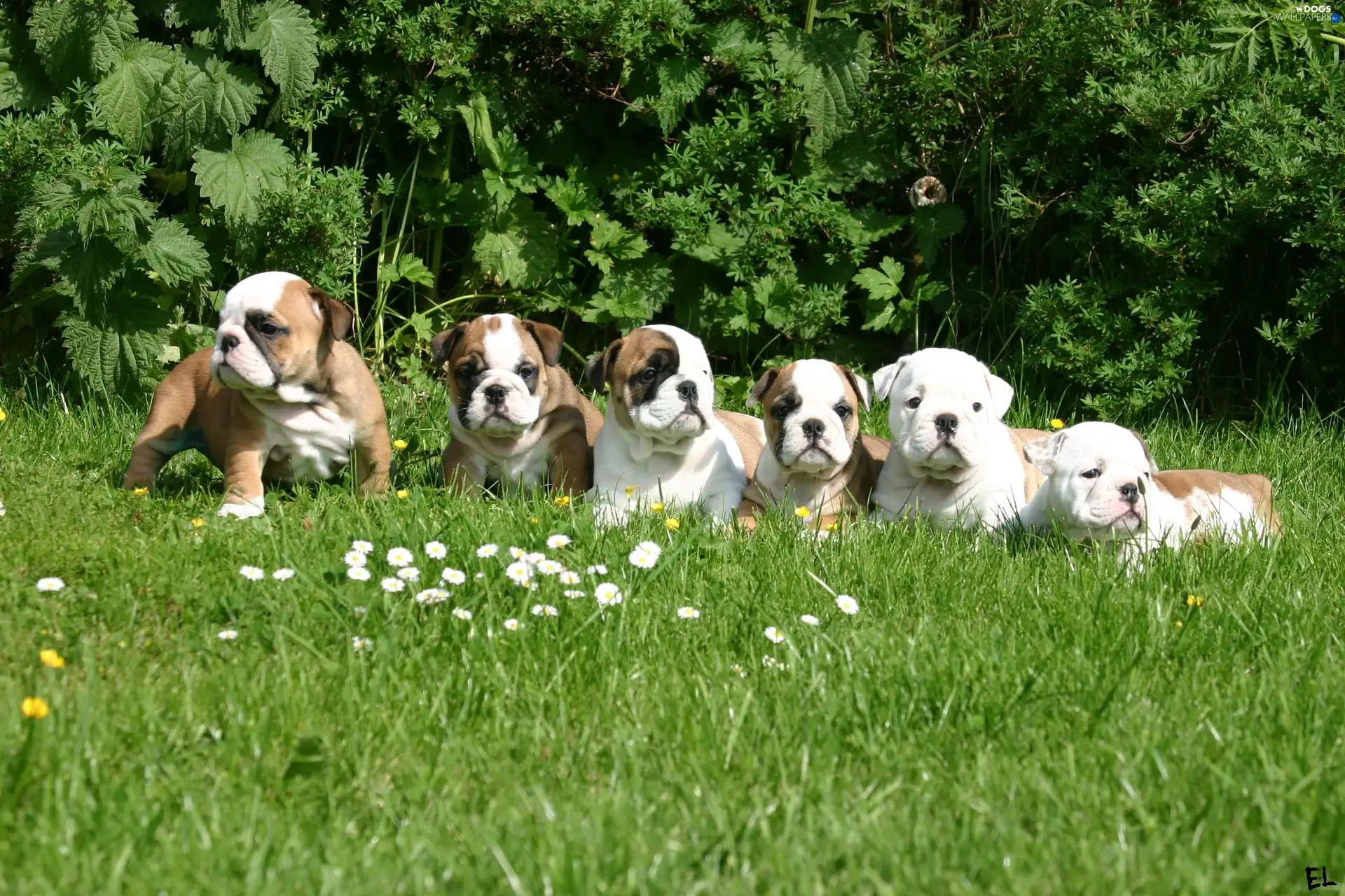Bulldogs, Meadow, puppies