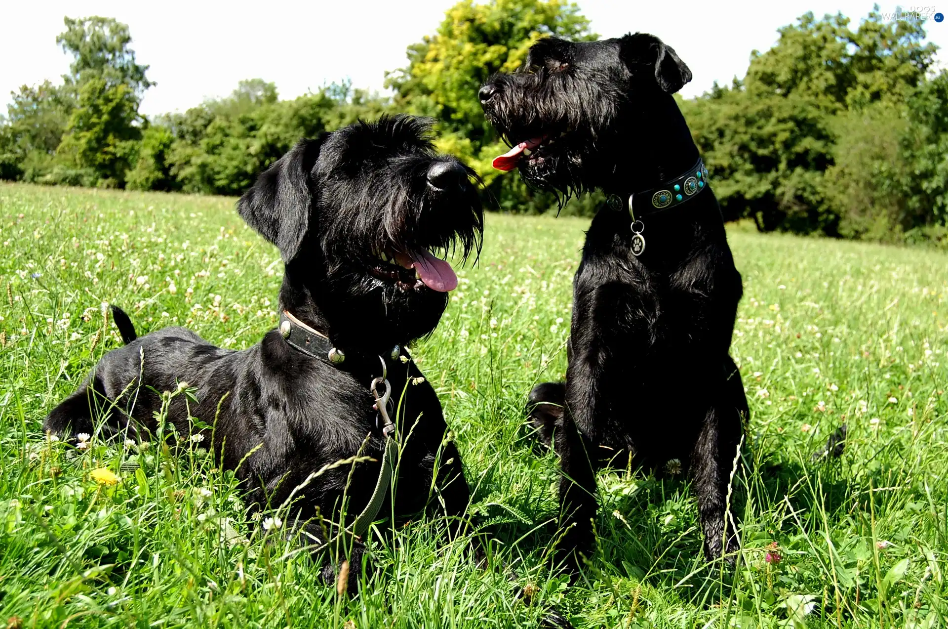 Meadow, Schnauzers, Two cars, puppies