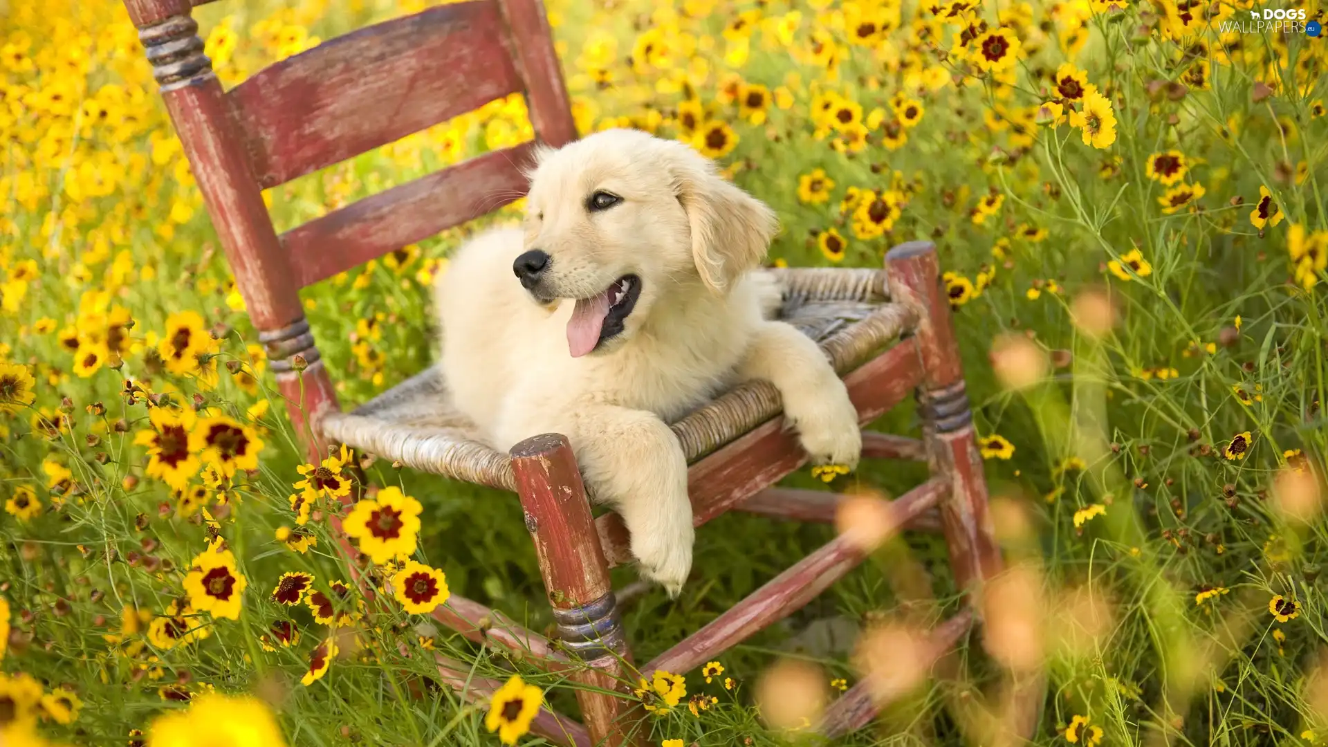 Chair, Meadow, dog