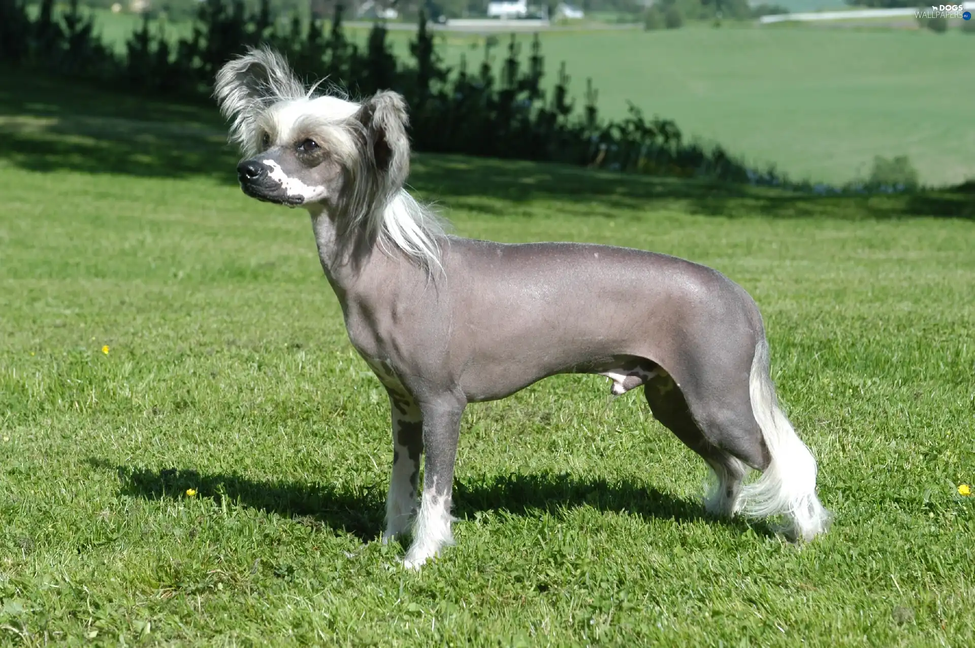 Meadow, inese Crested Dog