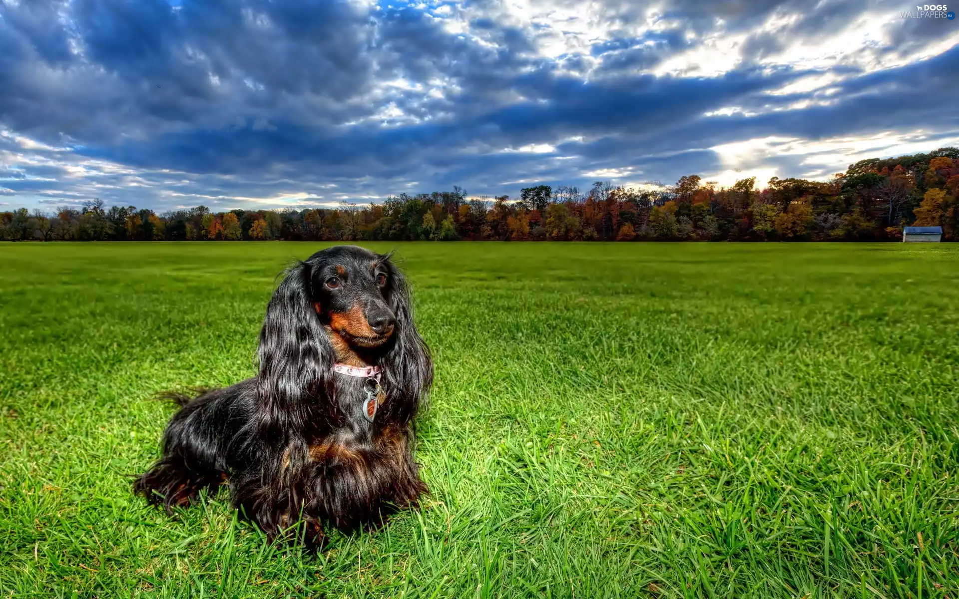 dachshund, grass, clouds, Meadow