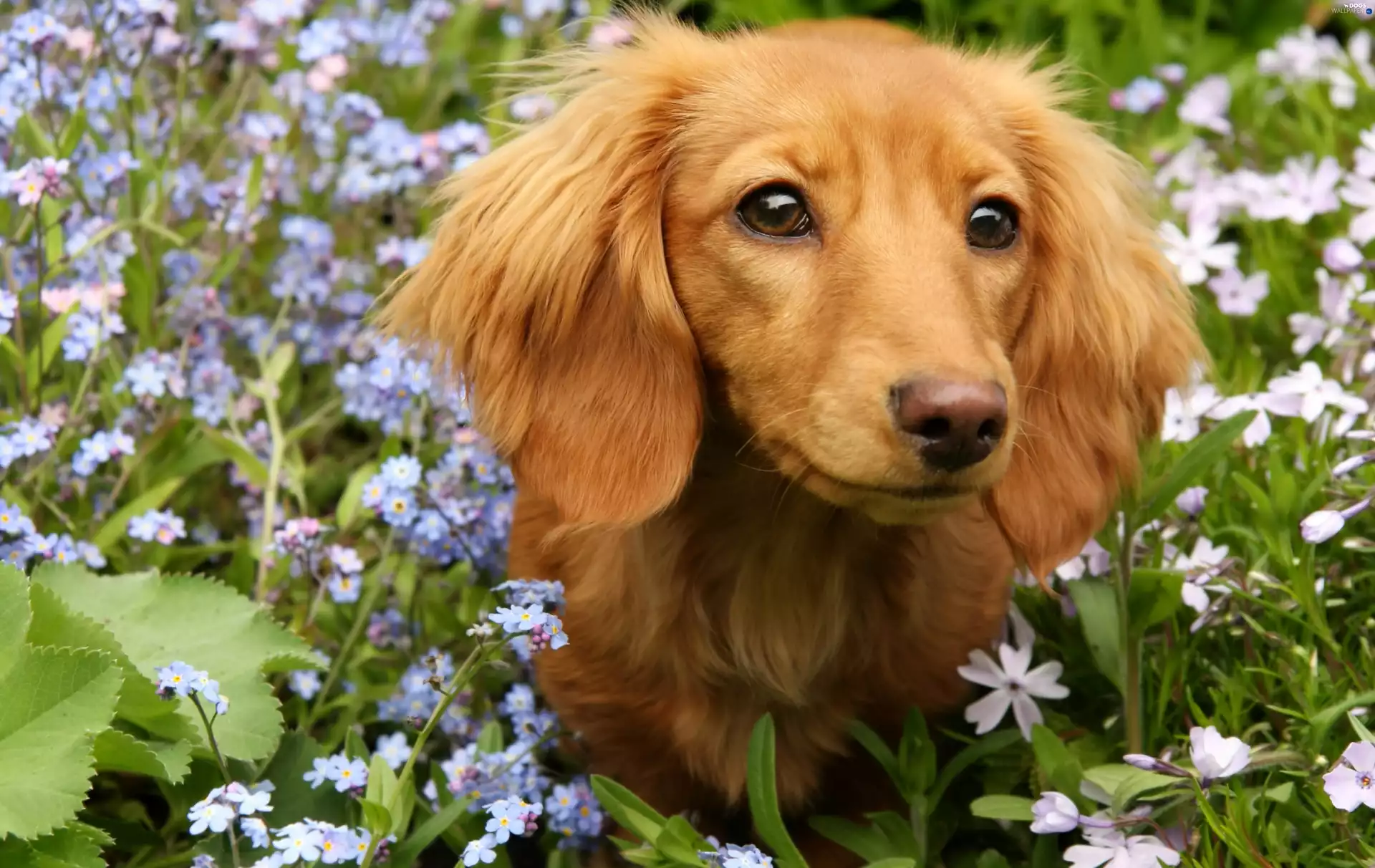 dachshund, Forget, Spring, Meadow