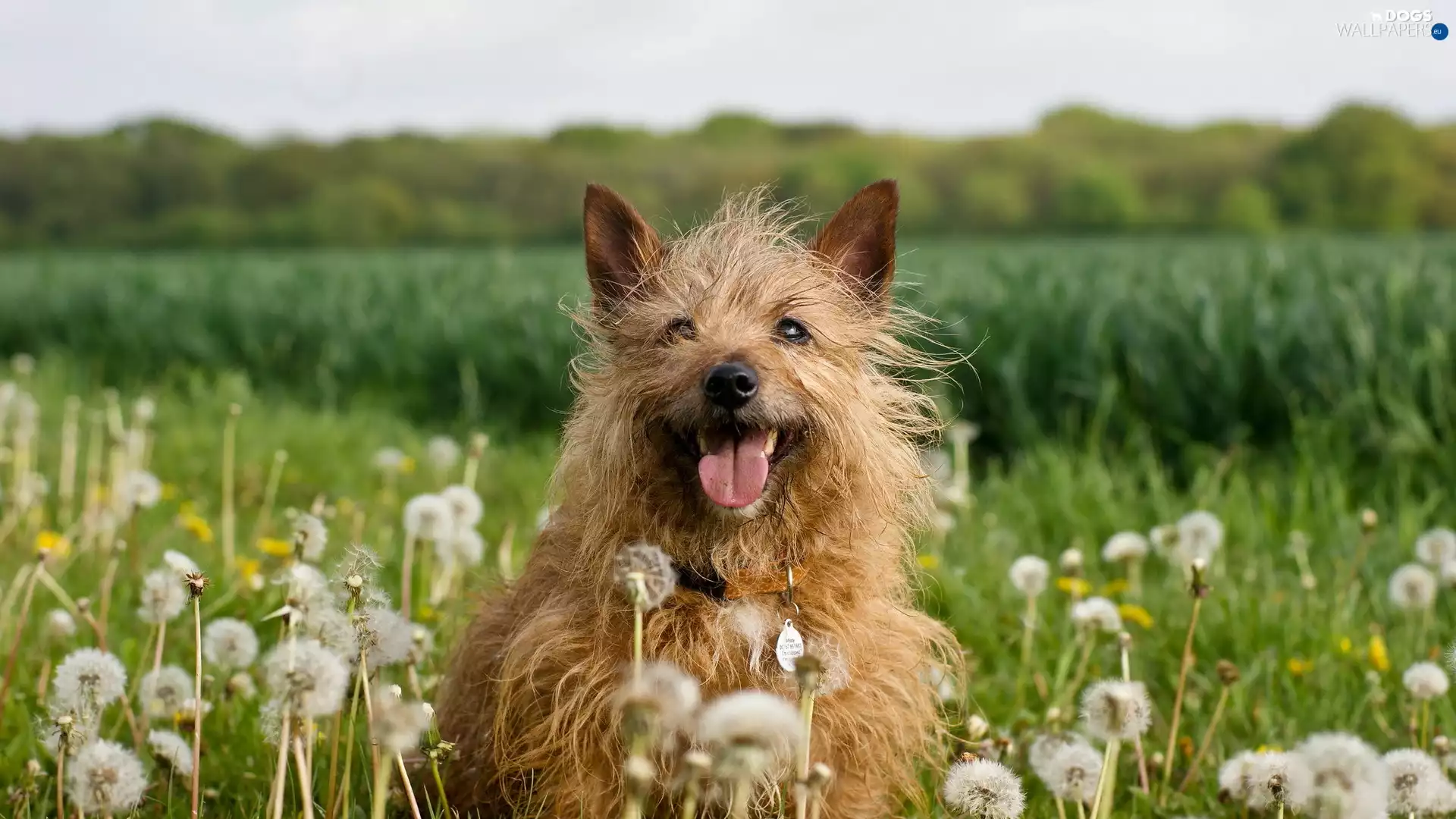 dog, Meadow, dandelions, Cairn Terrier