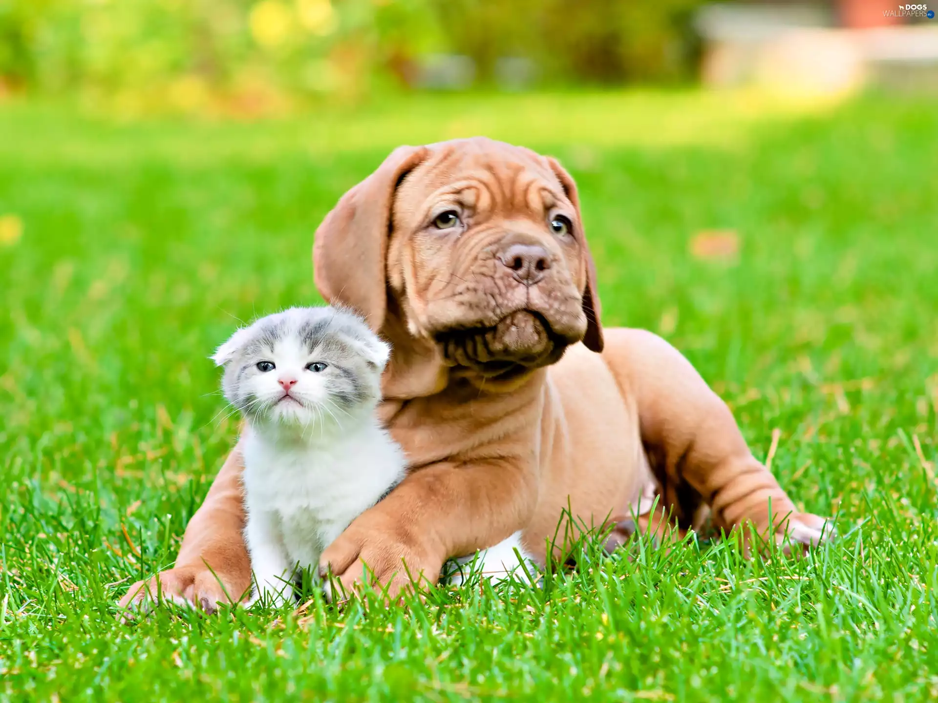 kitten, Meadow, Dog de Bordeaux