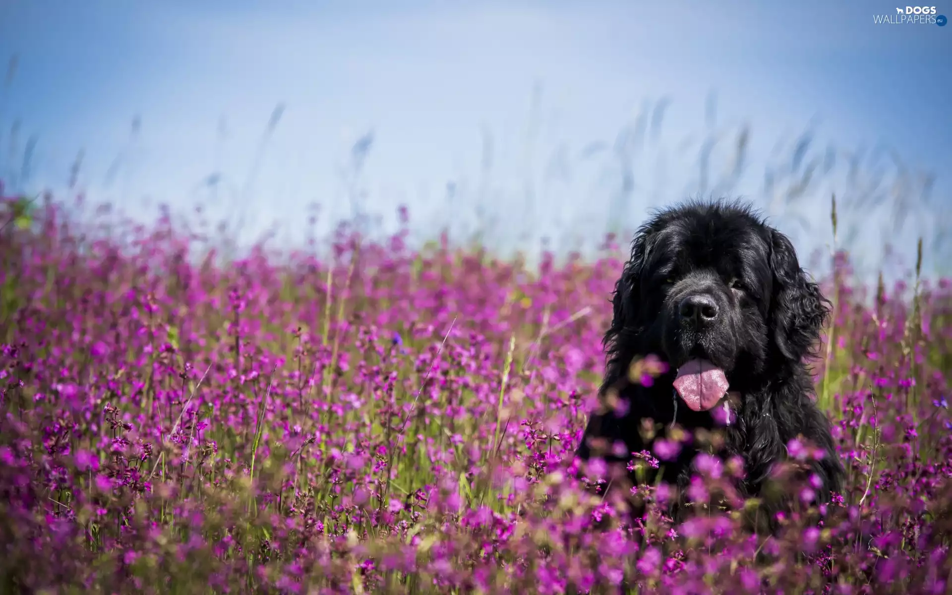 dog, Flowers, Nowofundland, Meadow