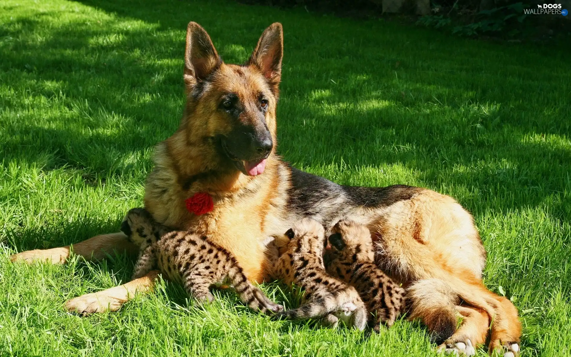 Meadow, Leopard, sheep-dog, young