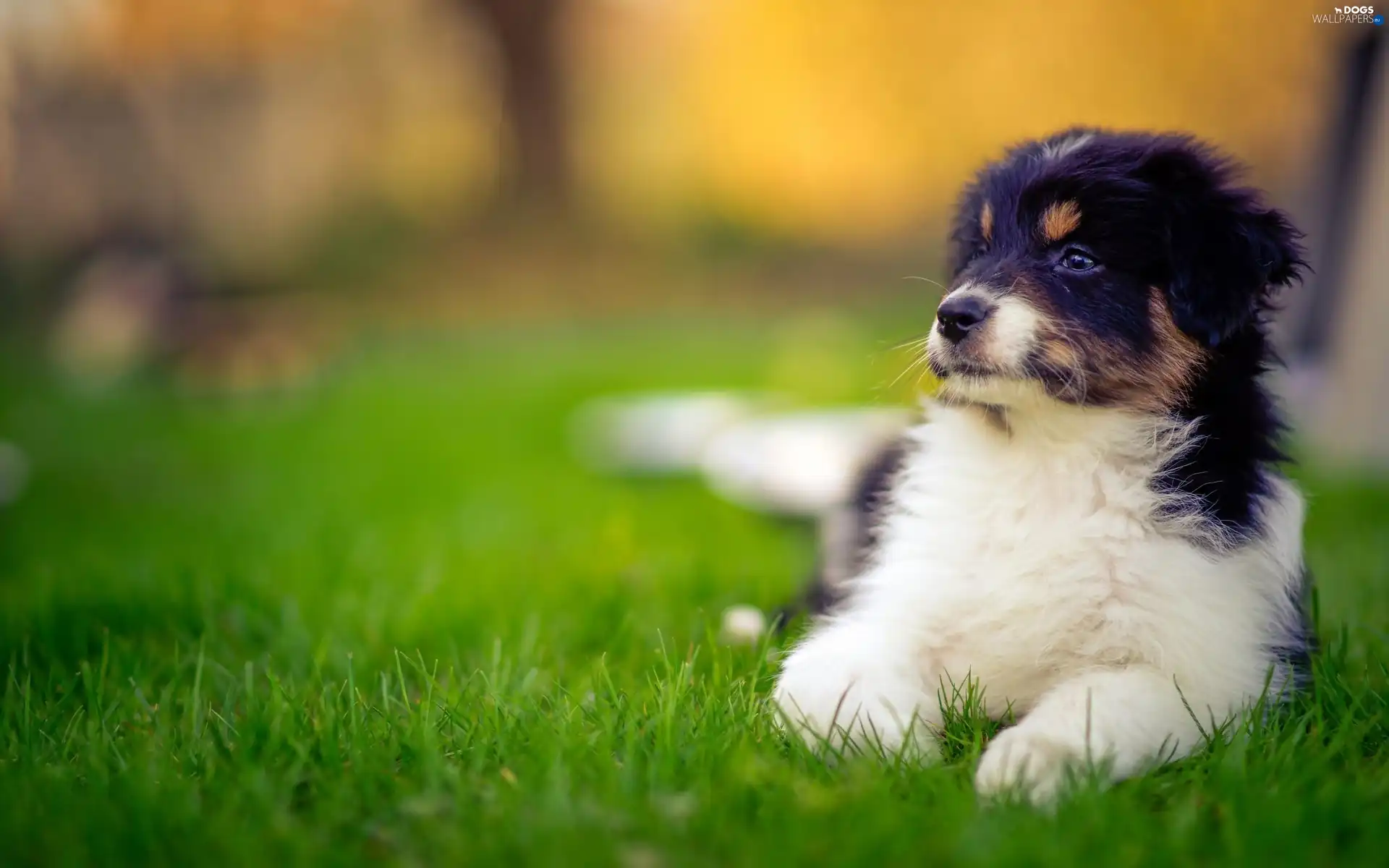 Meadow, Puppy, sheep-dog, Australian