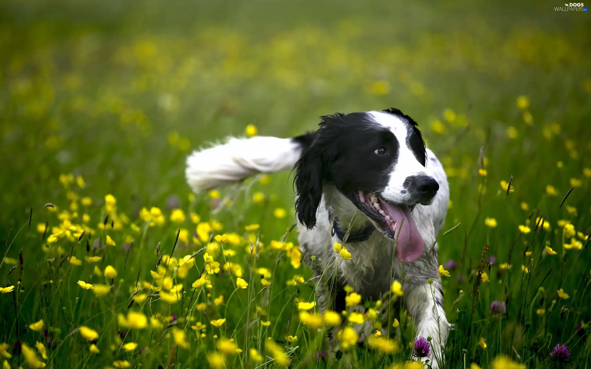Meadow, doggy