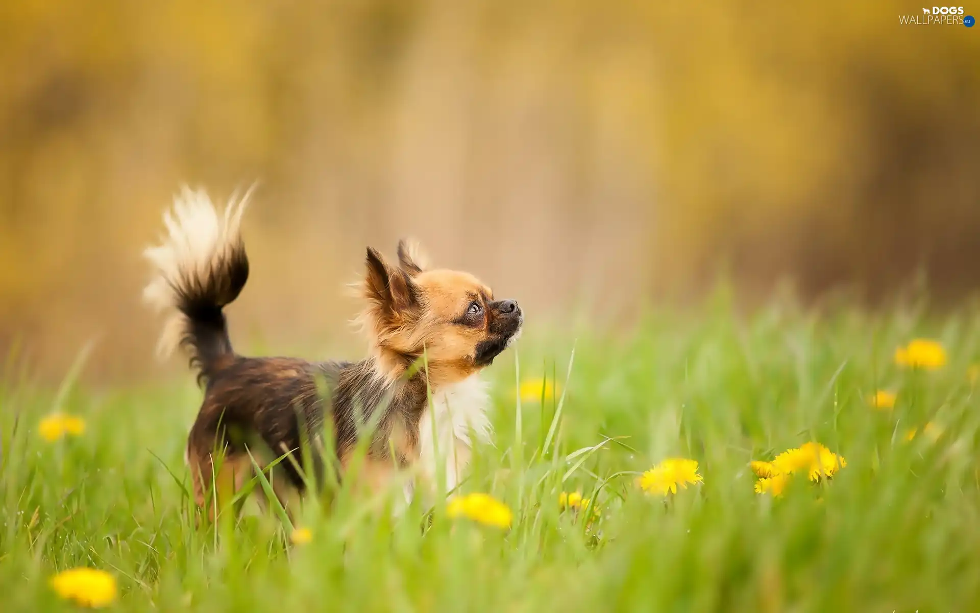 Meadow, doggy