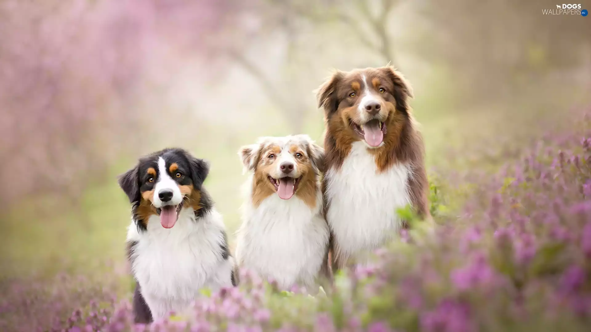 Meadow, Three, Dogs