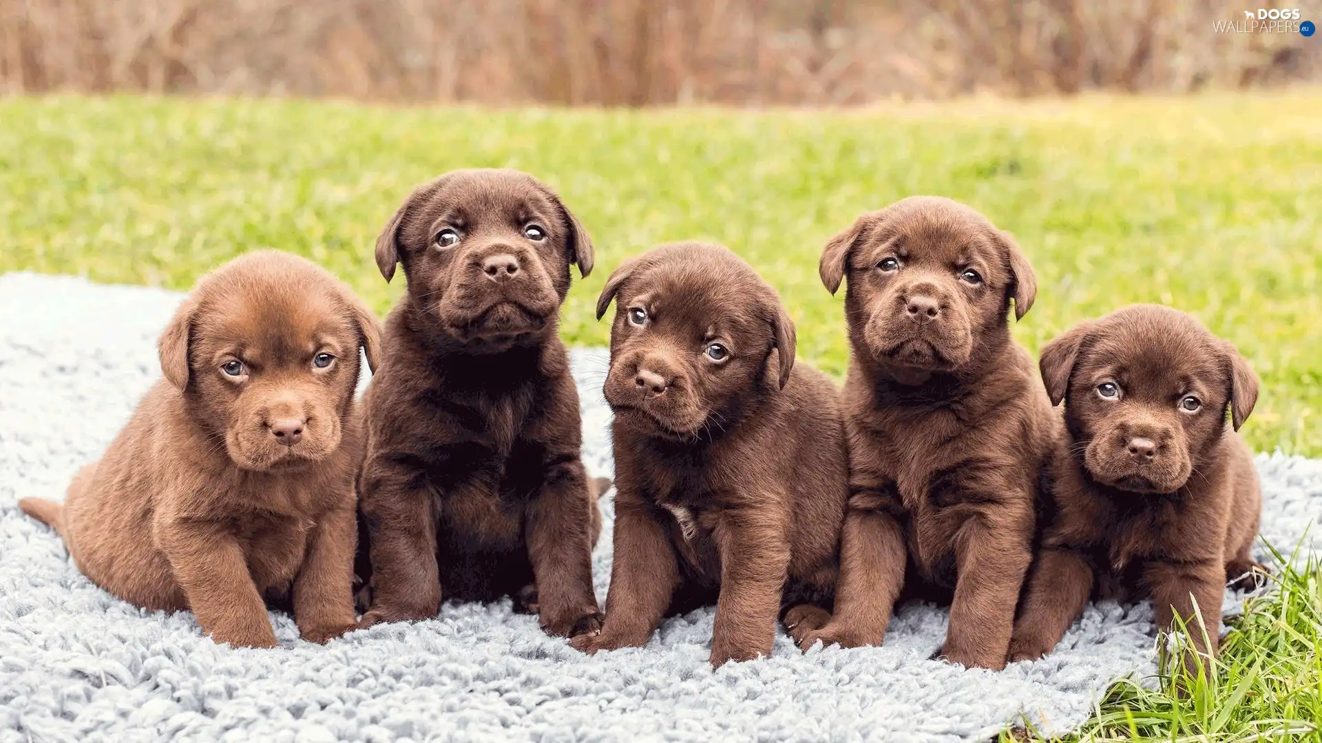 Meadow, puppies, five, sweet