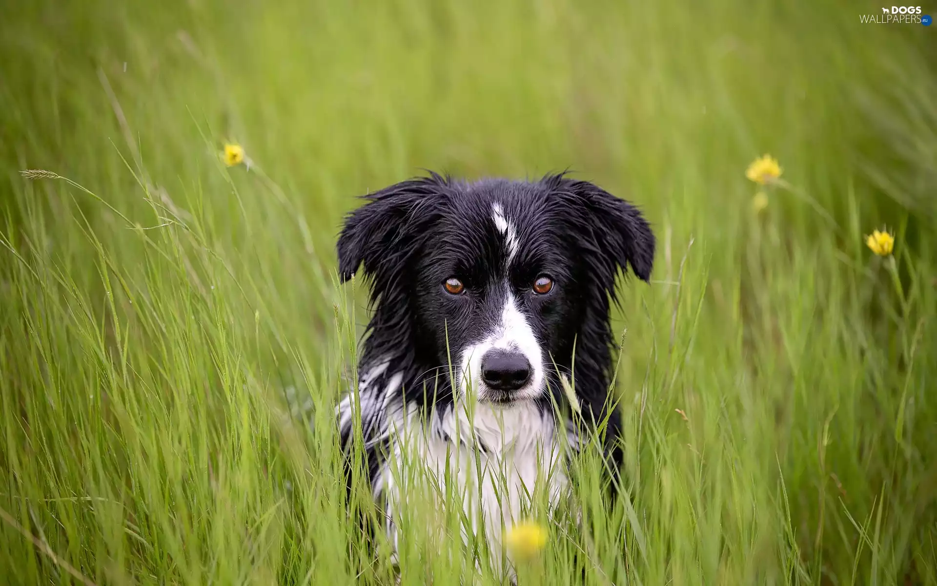 Flowers, Border Colle, Meadow