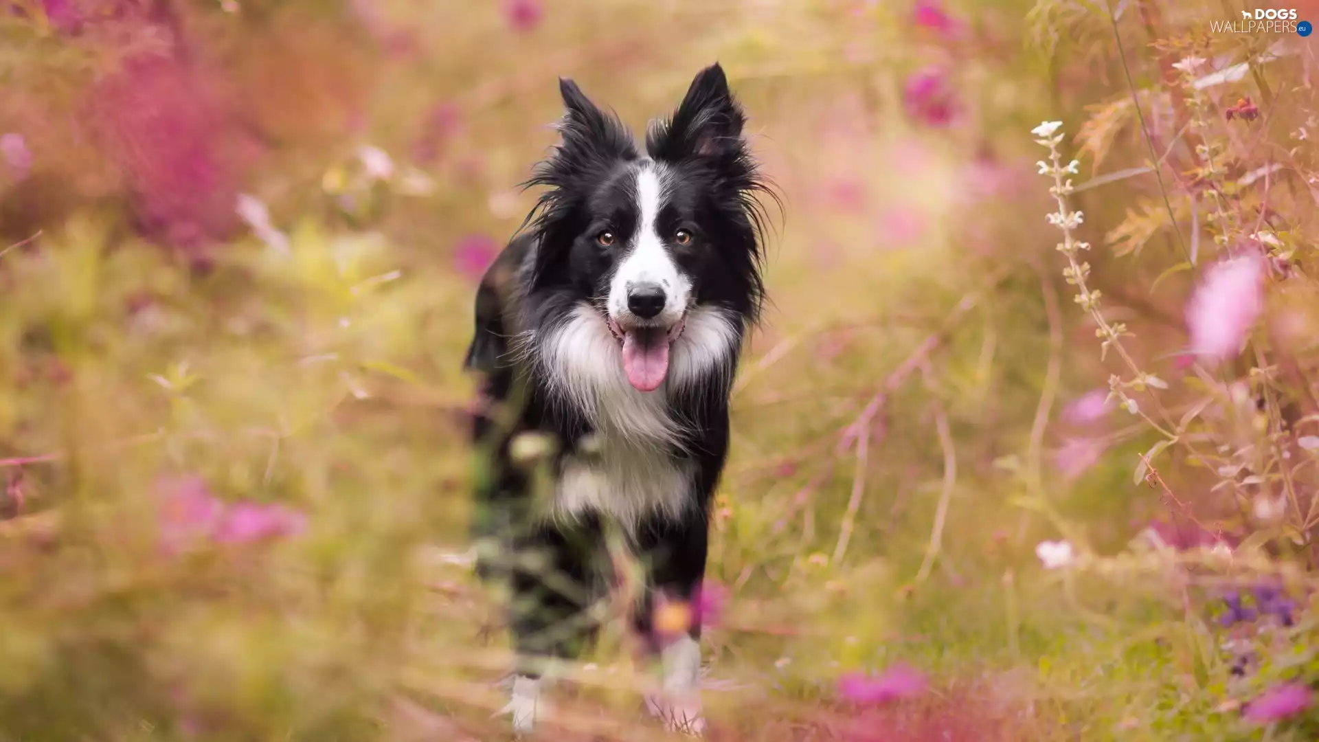 Flowers, Border Collie, Meadow