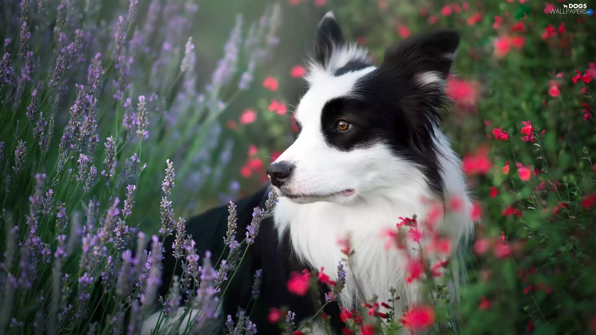 dog, Meadow, Flowers, Border Collie