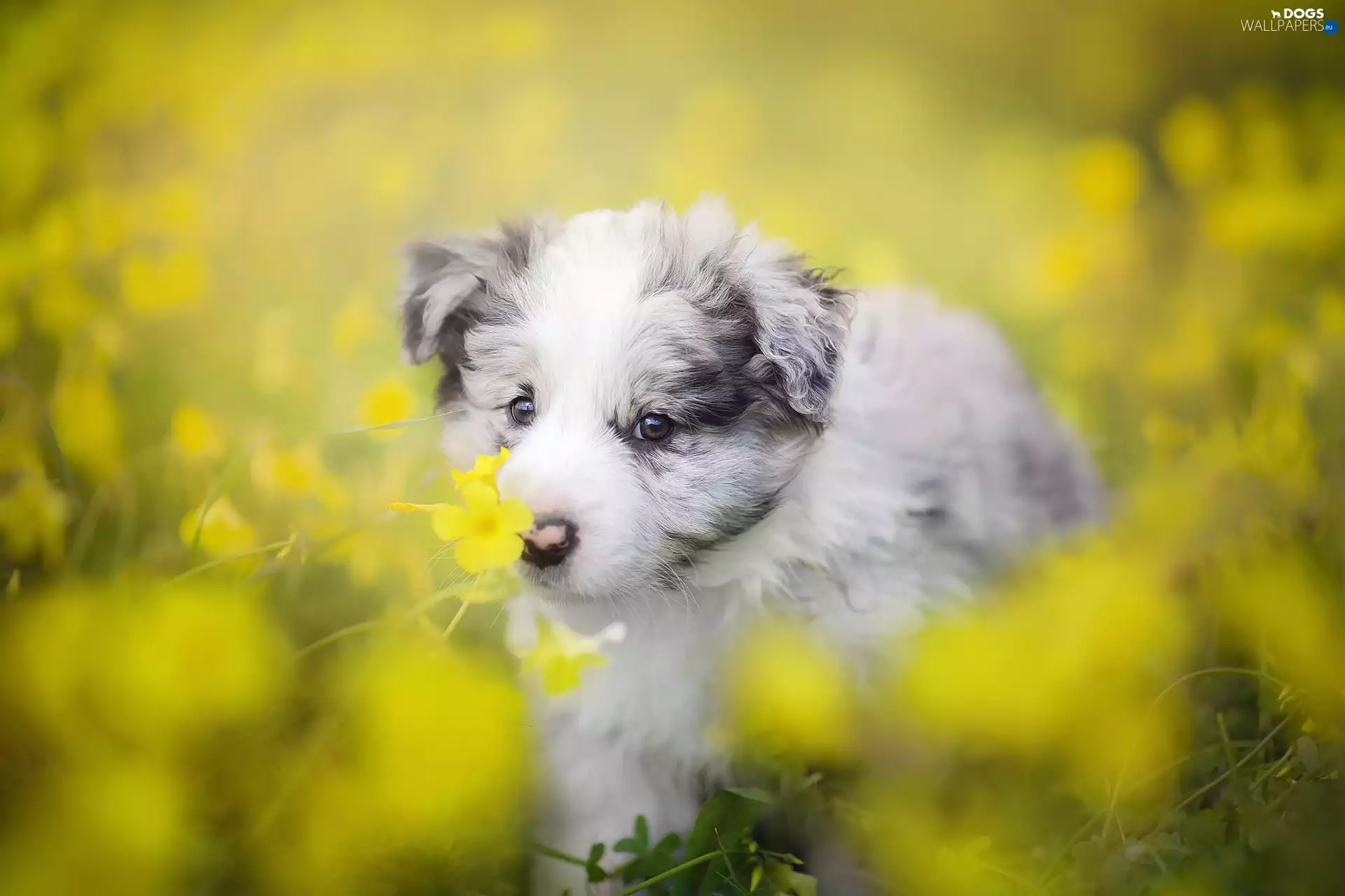 Puppy, Meadow, Flowers, Border Collie
