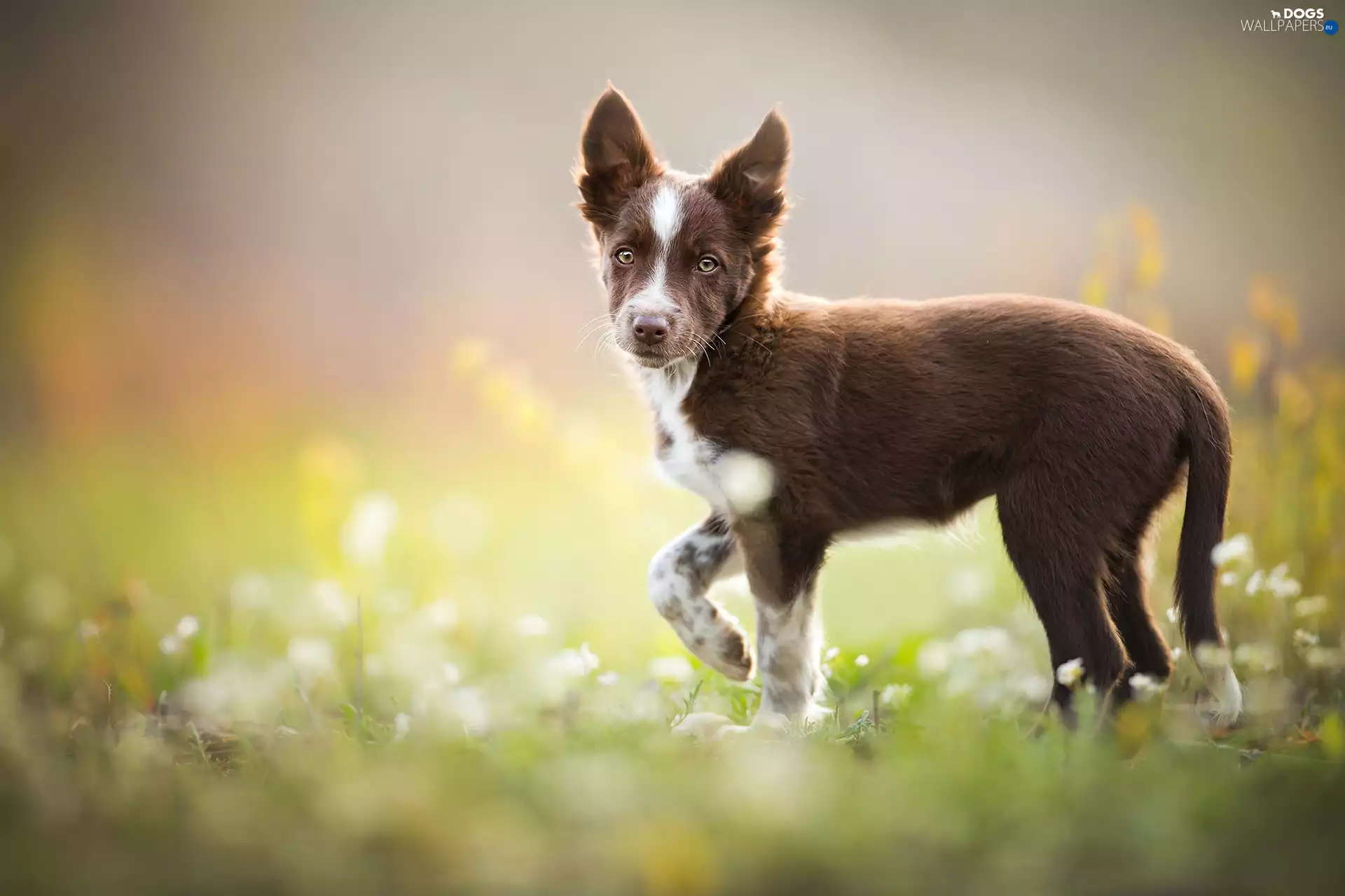 Puppy, Meadow, Flowers, Border Collie