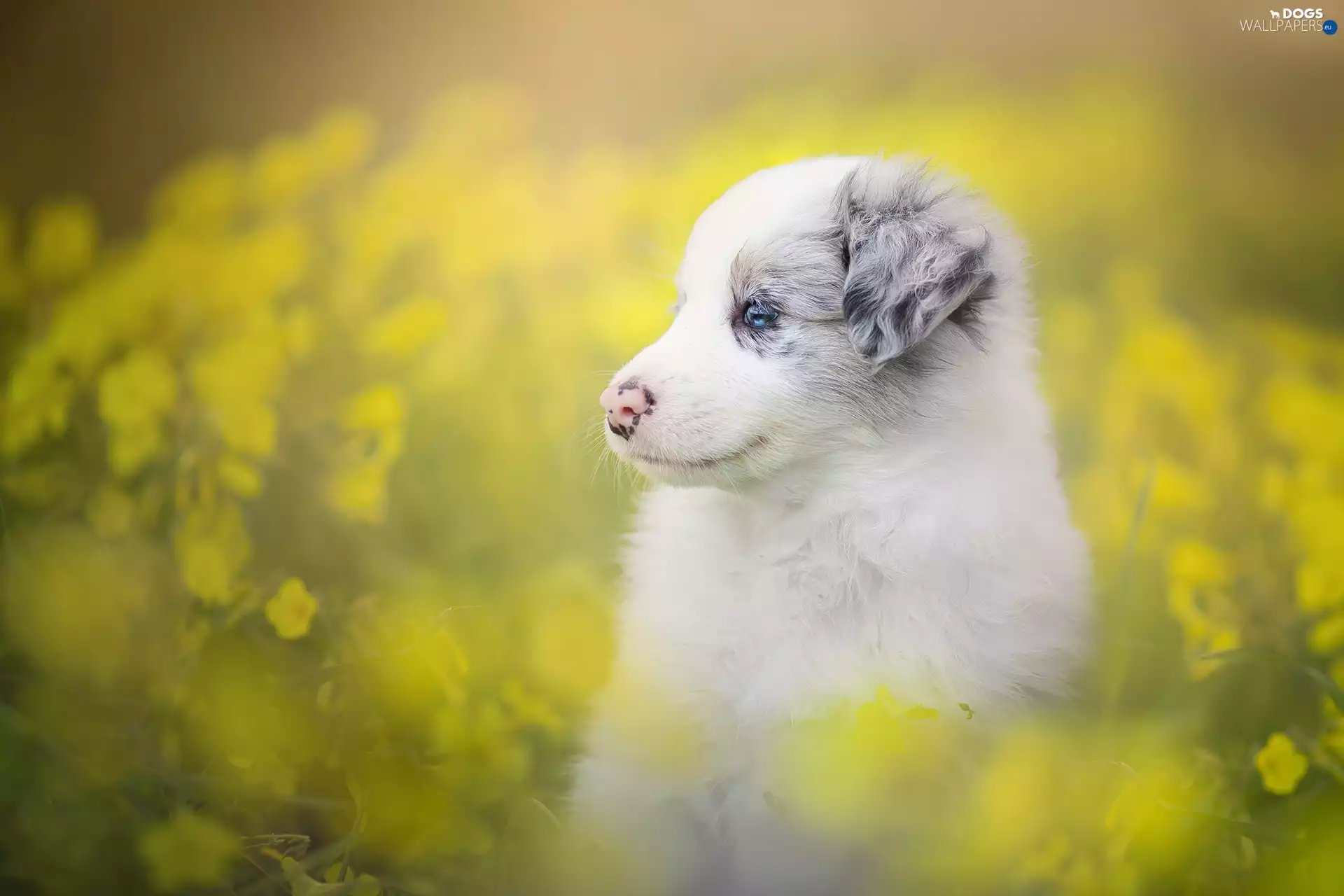 Puppy, Meadow, Flowers, Border Collie