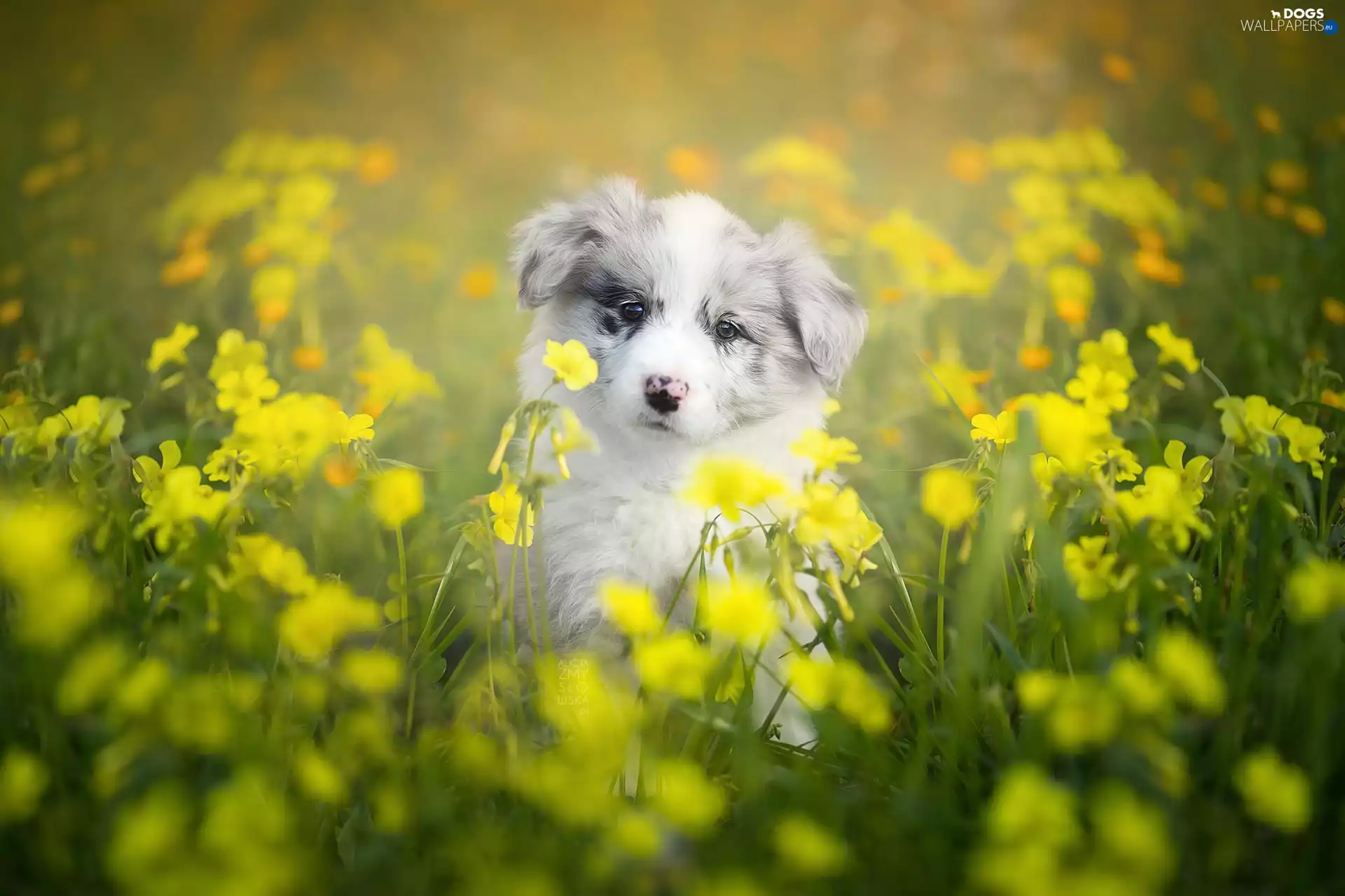 Puppy, Meadow, Flowers, Border Collie