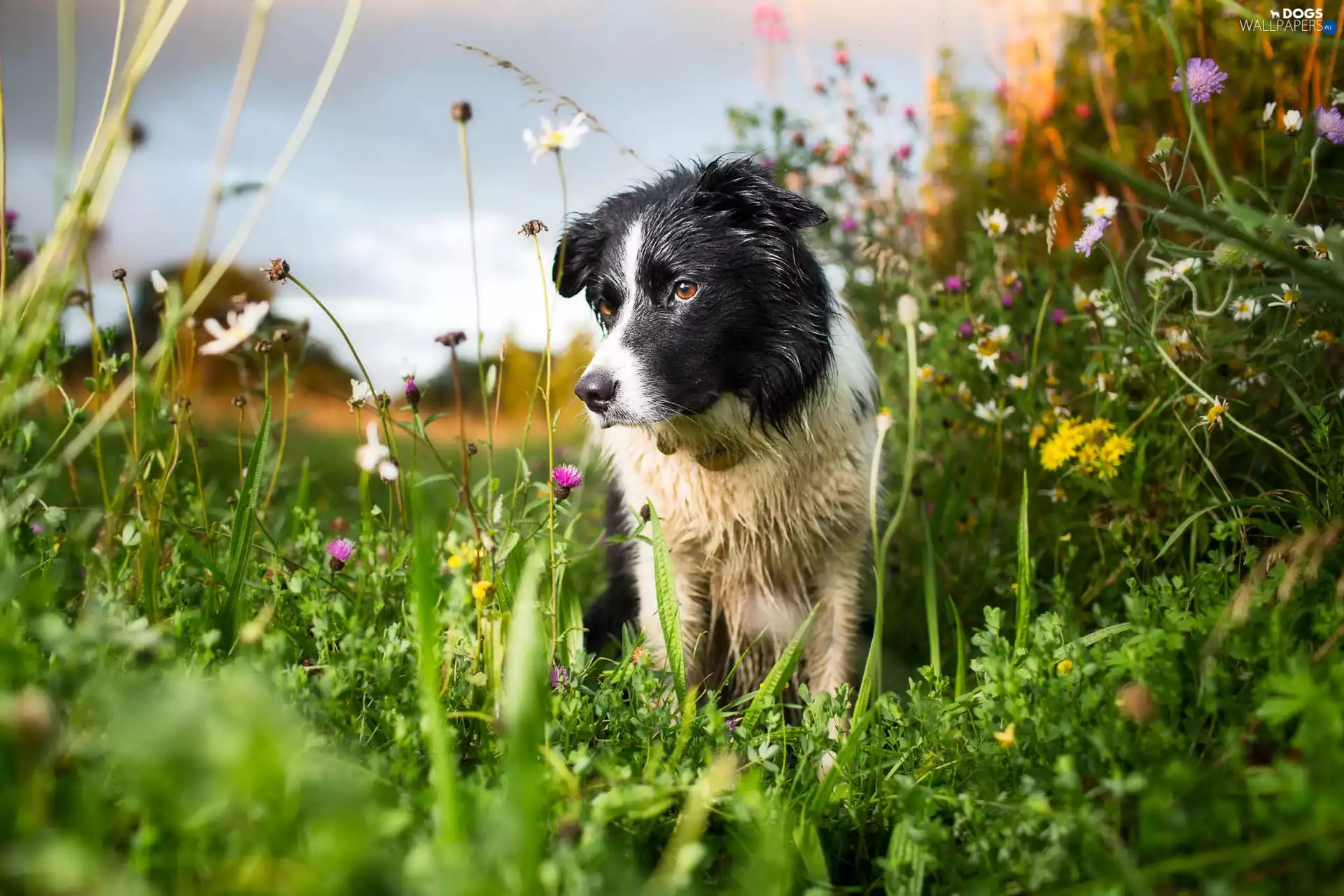 Flowers, Border Collie, Meadow