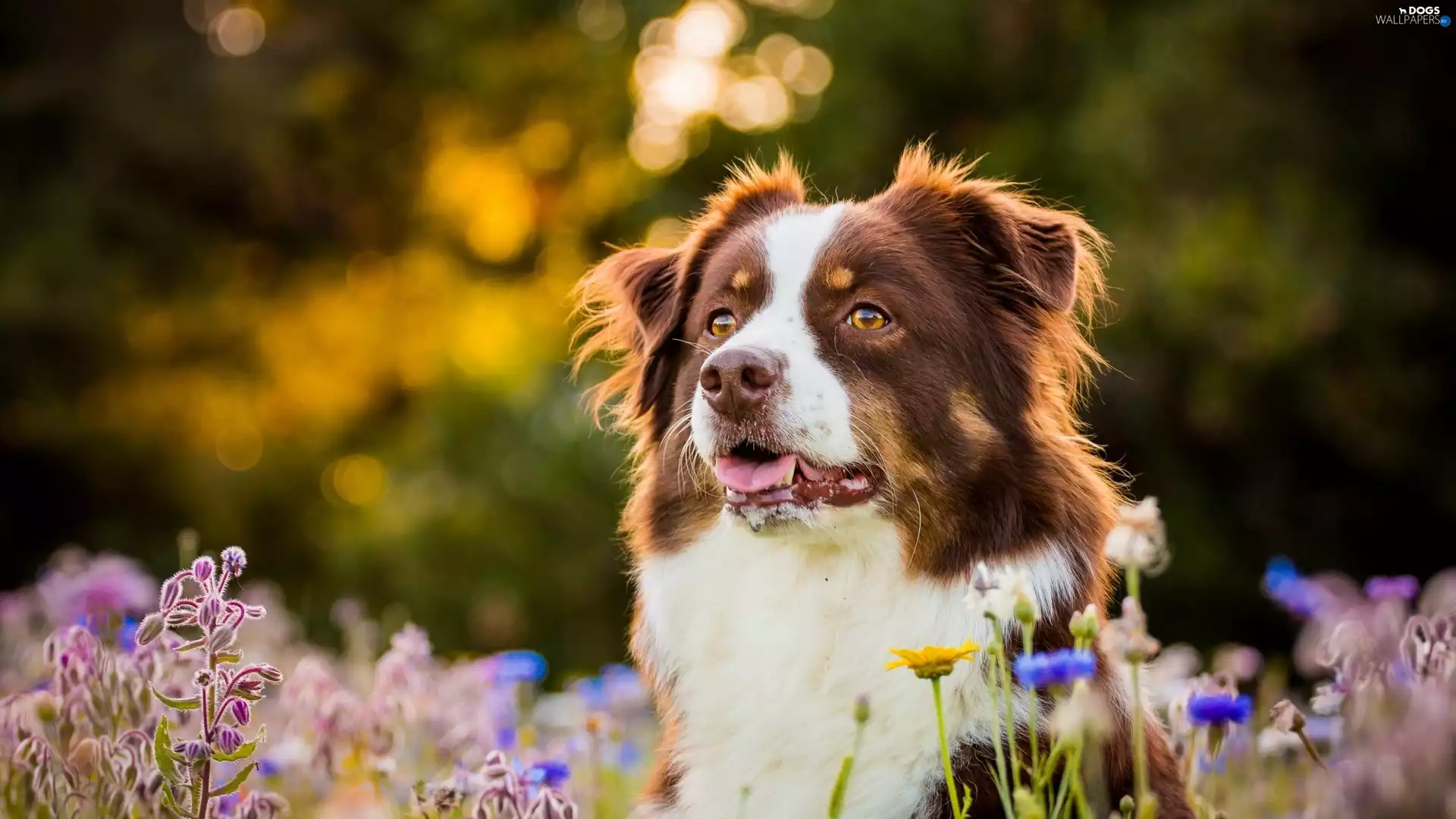 Flowers, Australian Shepherd, Meadow