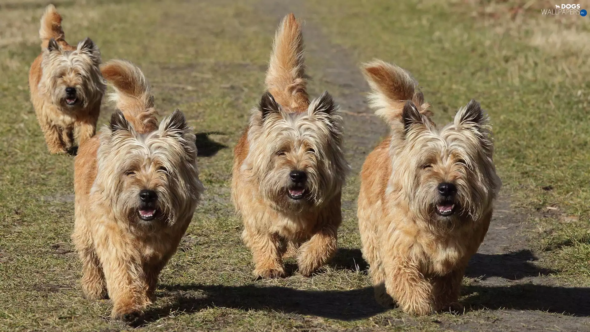 gear, Cairn Terriery, Meadow
