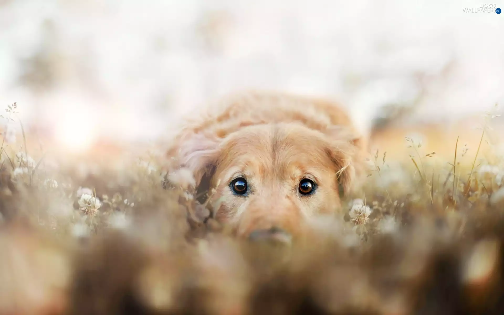 Golden Retriever, dog, Meadow