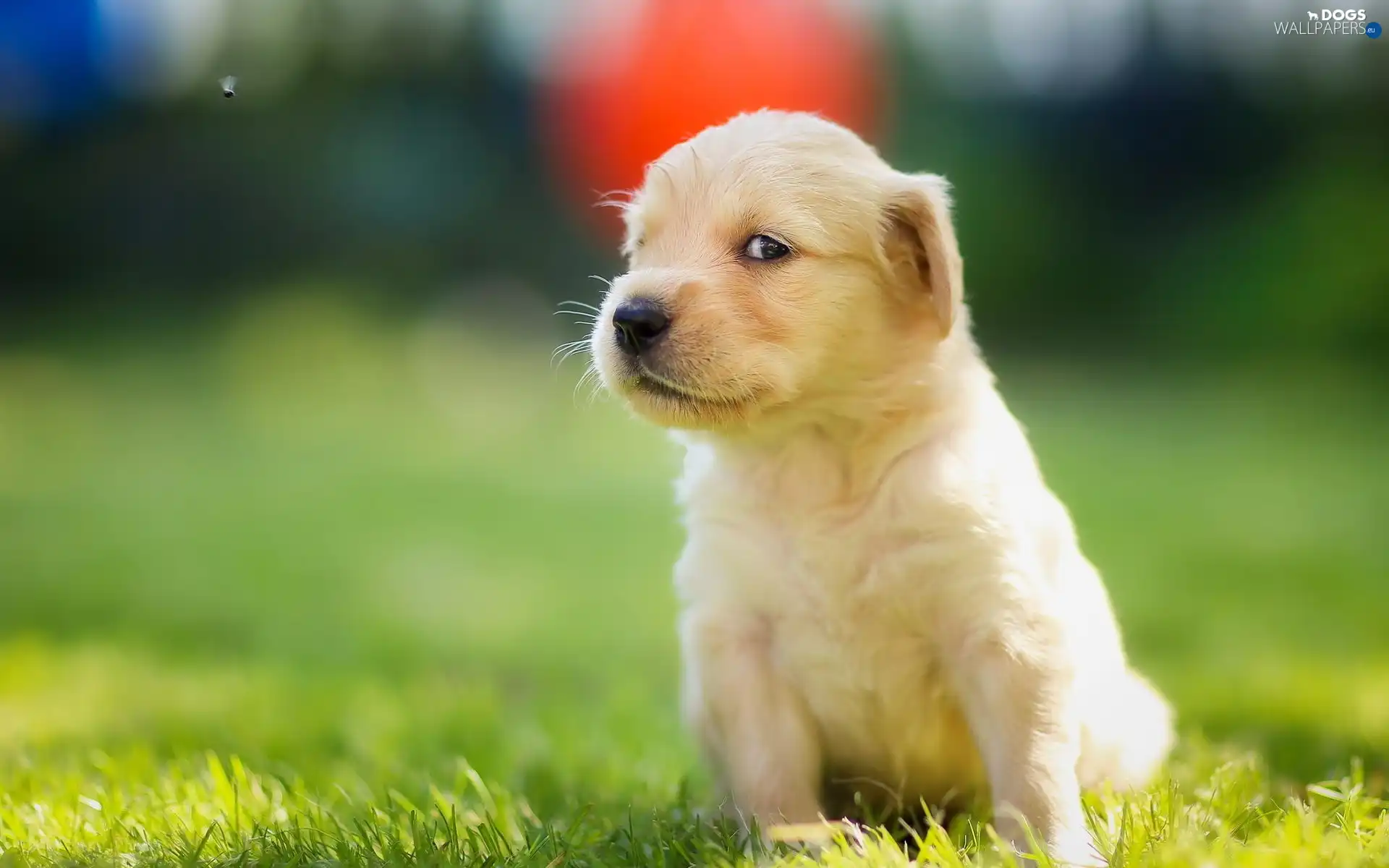 Meadow, puppie, golden, retriever