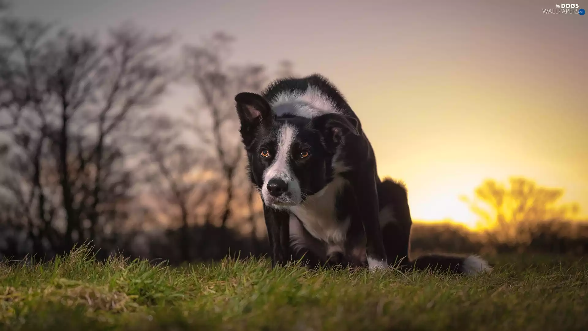 dog, Meadow, grass, Border Collie