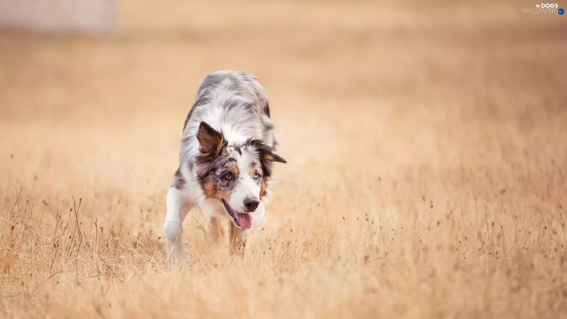 dog, Meadow, grass, Border Collie