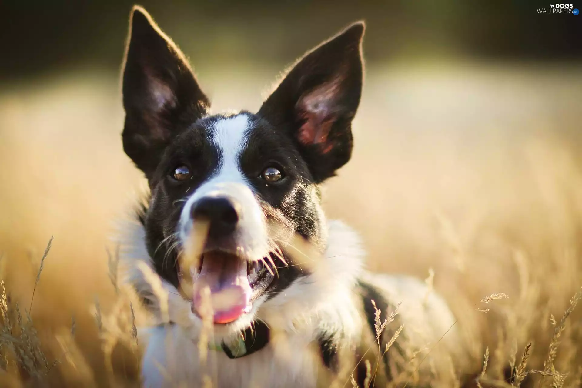 Meadow, dog, grass