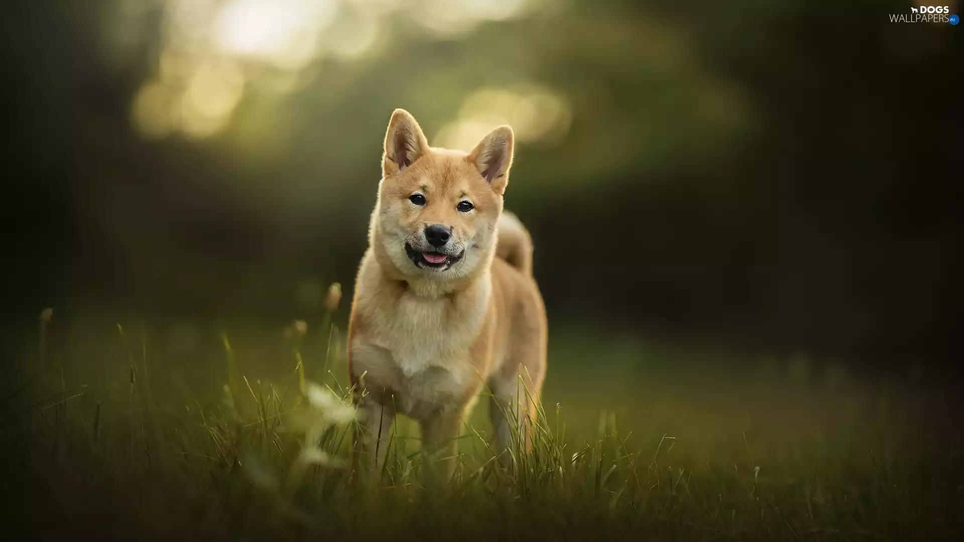dog, Meadow, grass, Shiba inu