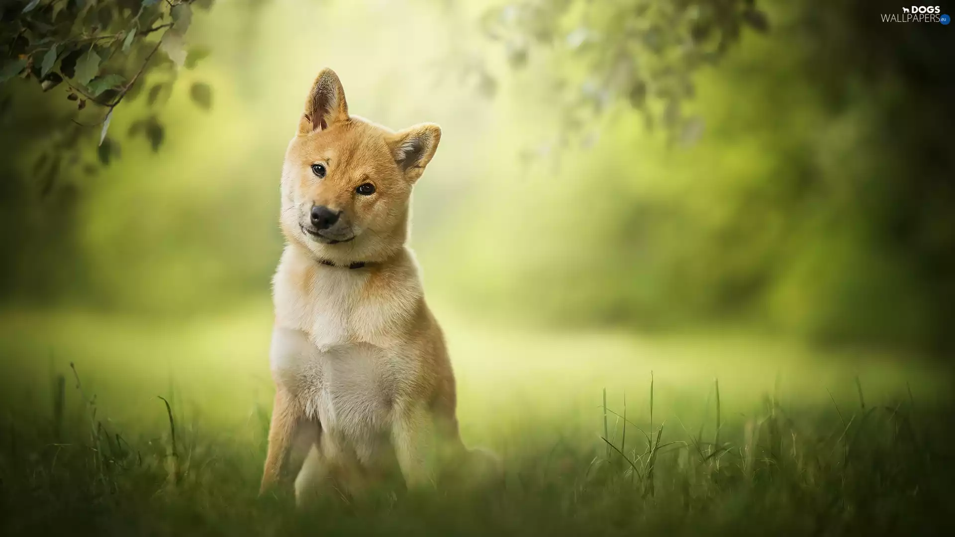 dog, Meadow, grass, Shiba inu