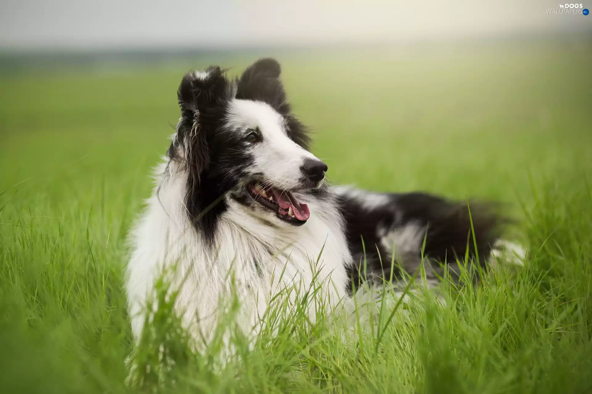 grass, Scottish Shepherd, Meadow