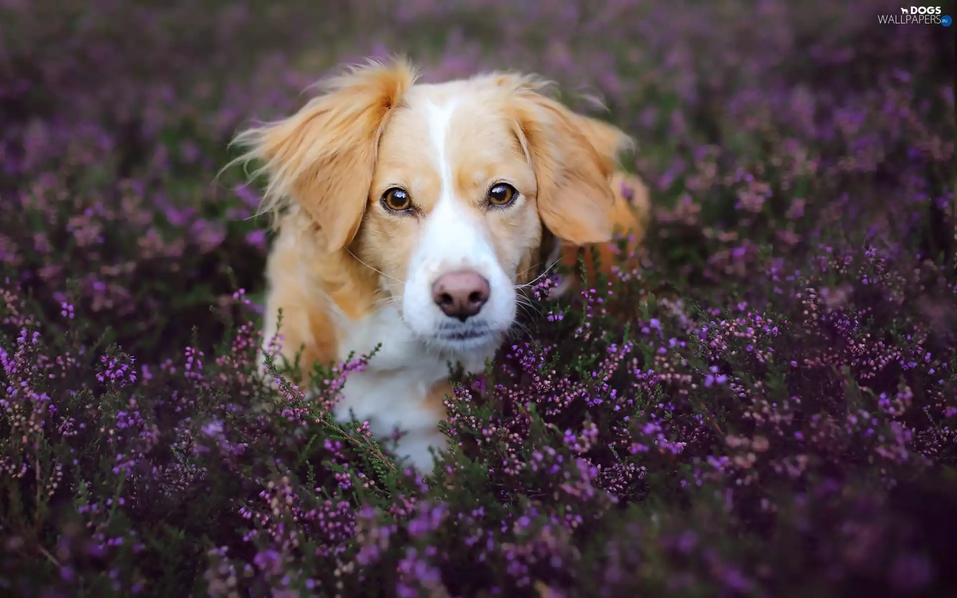 doggy, Meadow, heathers, Alpine Dutch