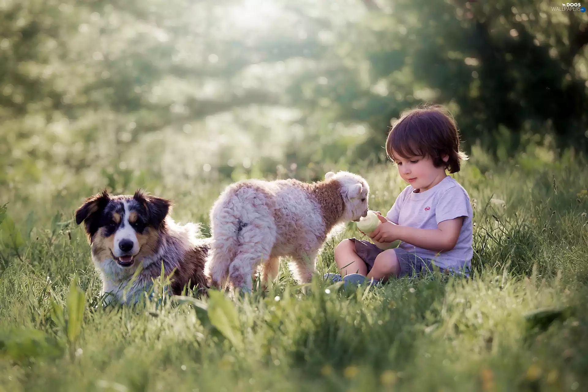 Australian Shepherd, Kid, Meadow, grass, sheep, dog