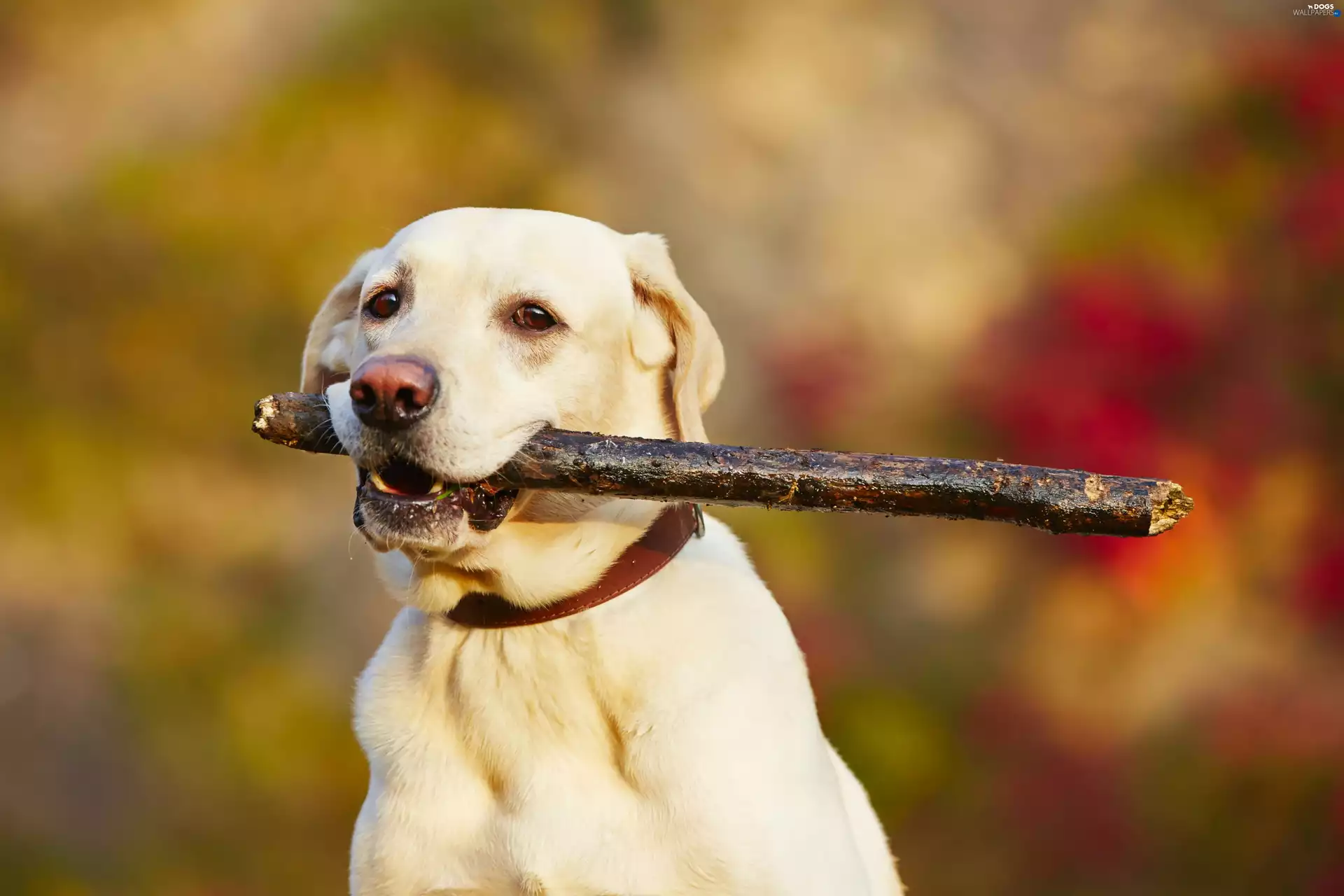 retriever, dog, play, Meadow, Stick, Labrador