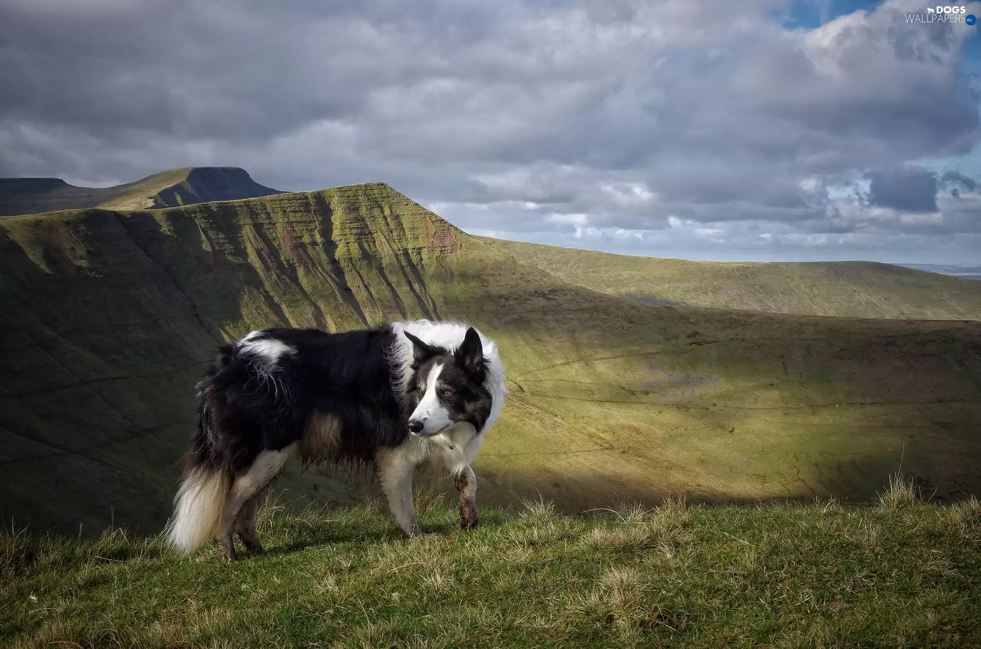 dog, Meadow, Mountains, Border Collie