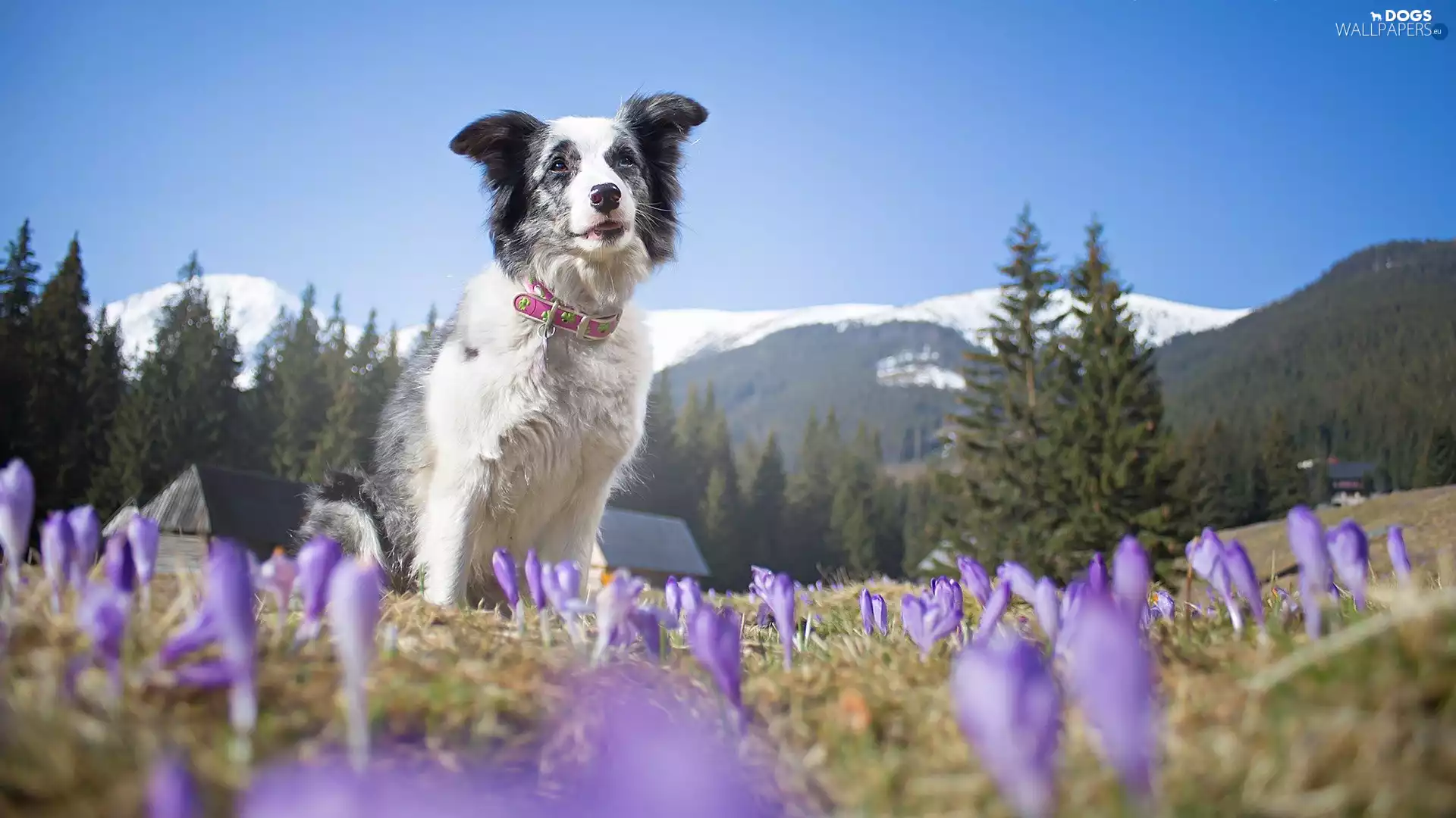 Meadow, dog, Mountains