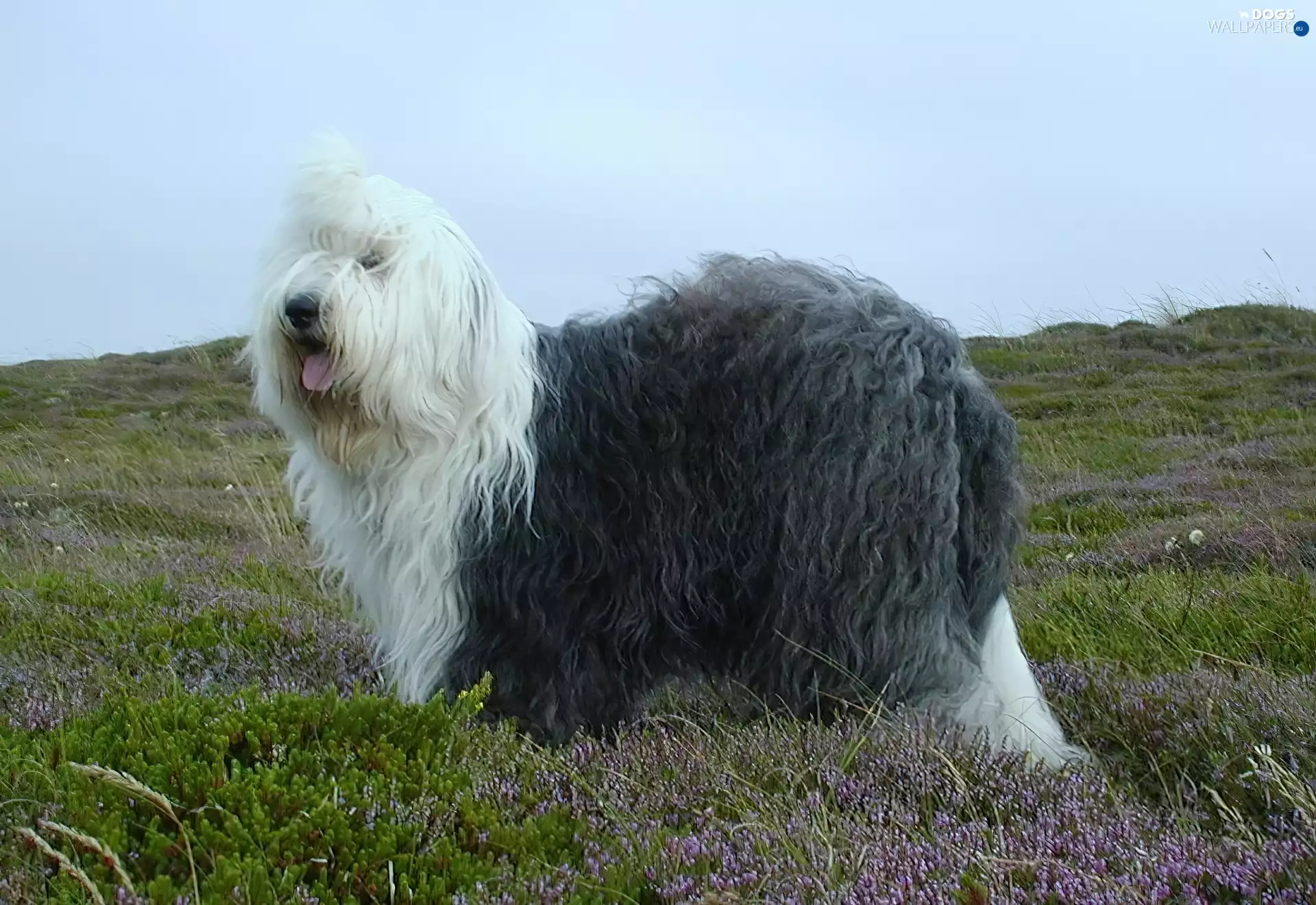 Old English Sheepdog, Meadow